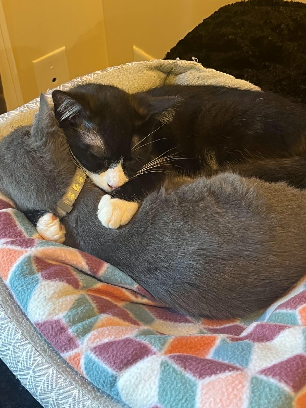 Enlarge Gingerbread, an adopted Domestic Short Hair in Odenton, MD image 2/2