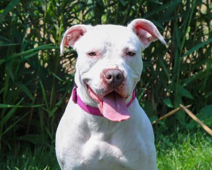 Deborah, Adoptable, Adult Female Mixed Breed & Mixed Breed.