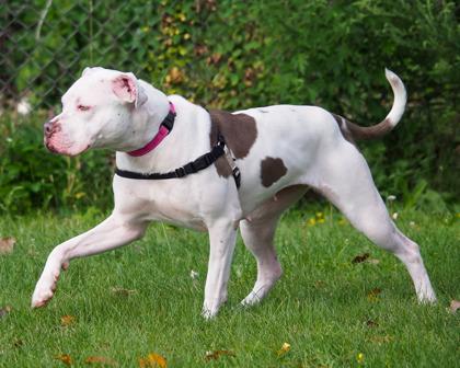 Deborah, a Adoptable mixed breed in West Seneca, NY image 2/3
