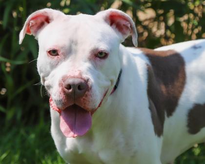 Deborah, a Adoptable mixed breed in West Seneca, NY image 3/3