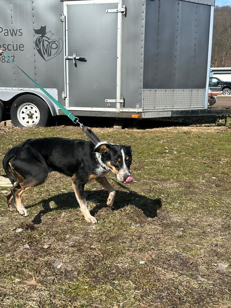 Enlarge Mona, a Adoptable mixed breed in Franklin, PA image 1/4