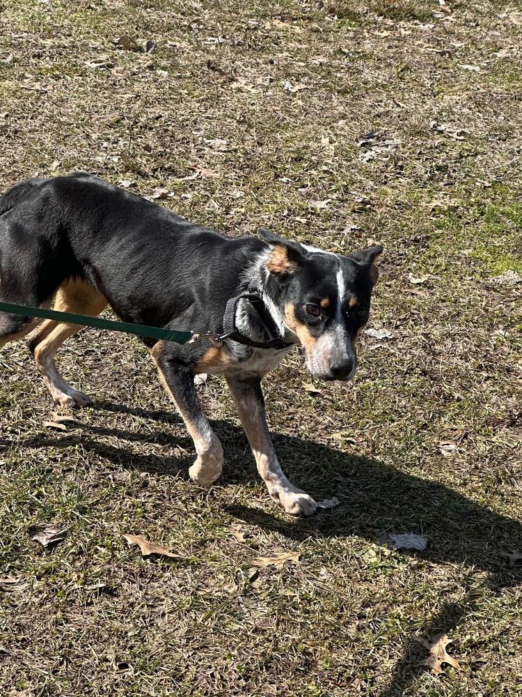 Enlarge Mona, a Adoptable mixed breed in Franklin, PA image 2/4