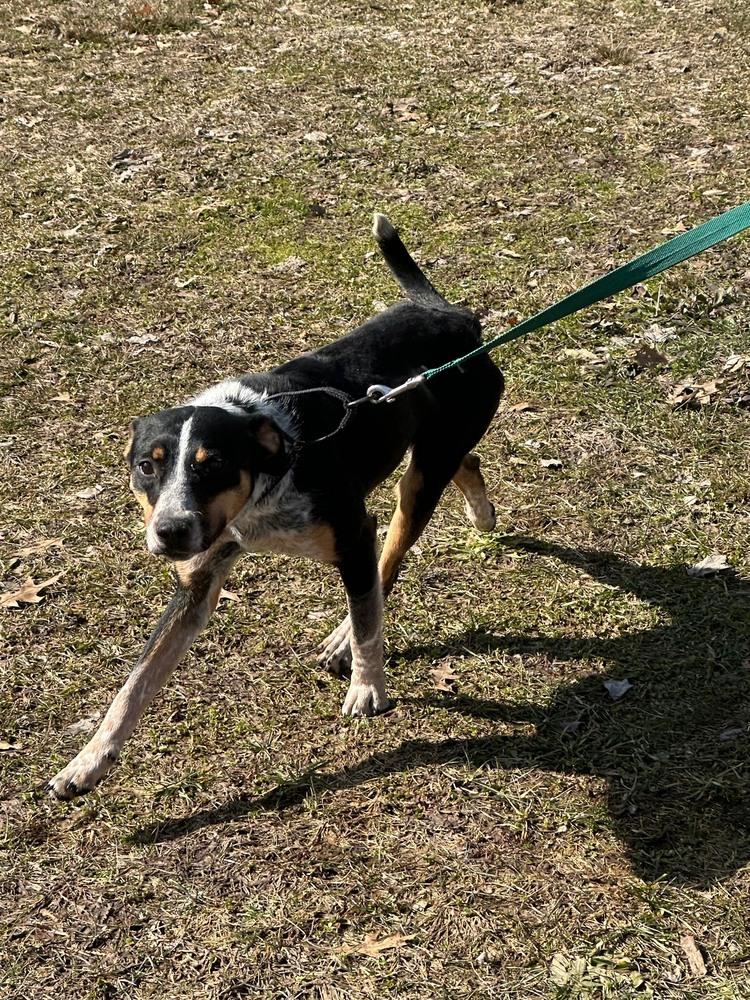 Enlarge Mona, a Adoptable mixed breed in Franklin, PA image 4/4