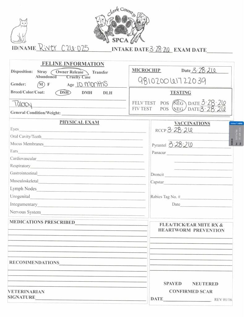 Enlarge River, a Adoptable mixed breed in Springfield, OH image 1/3