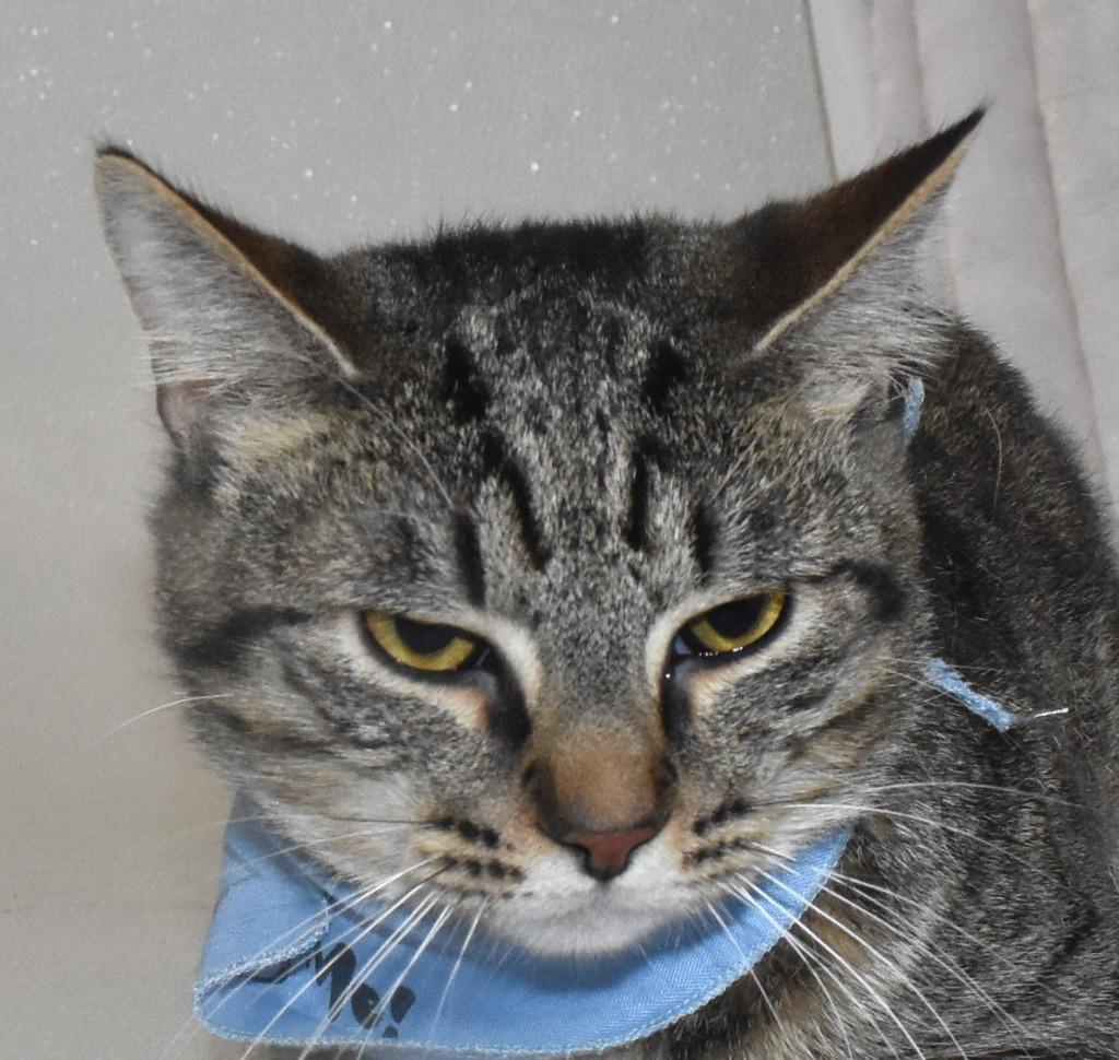 Enlarge River, a Adoptable mixed breed in Springfield, OH image 2/3