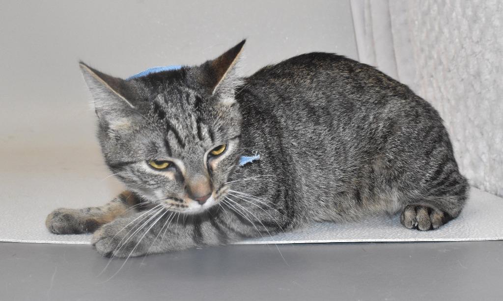 Enlarge River, a Adoptable mixed breed in Springfield, OH image 3/3