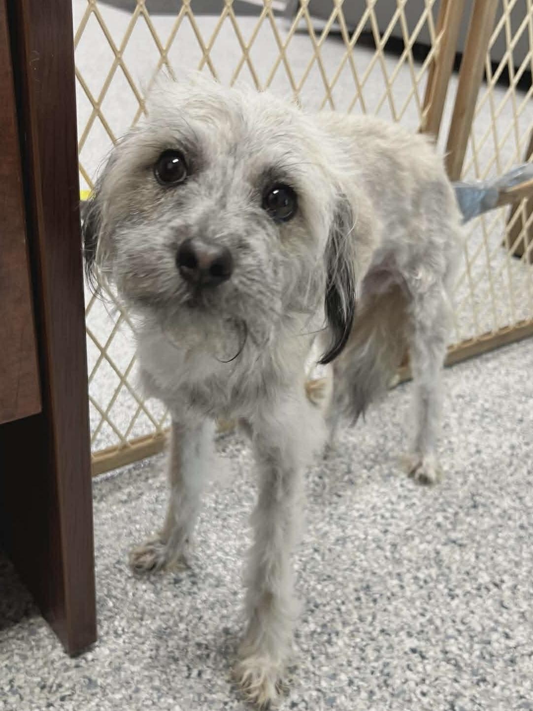 Lacey, an adopted mixed breed in Elkhorn, WI image 4/4