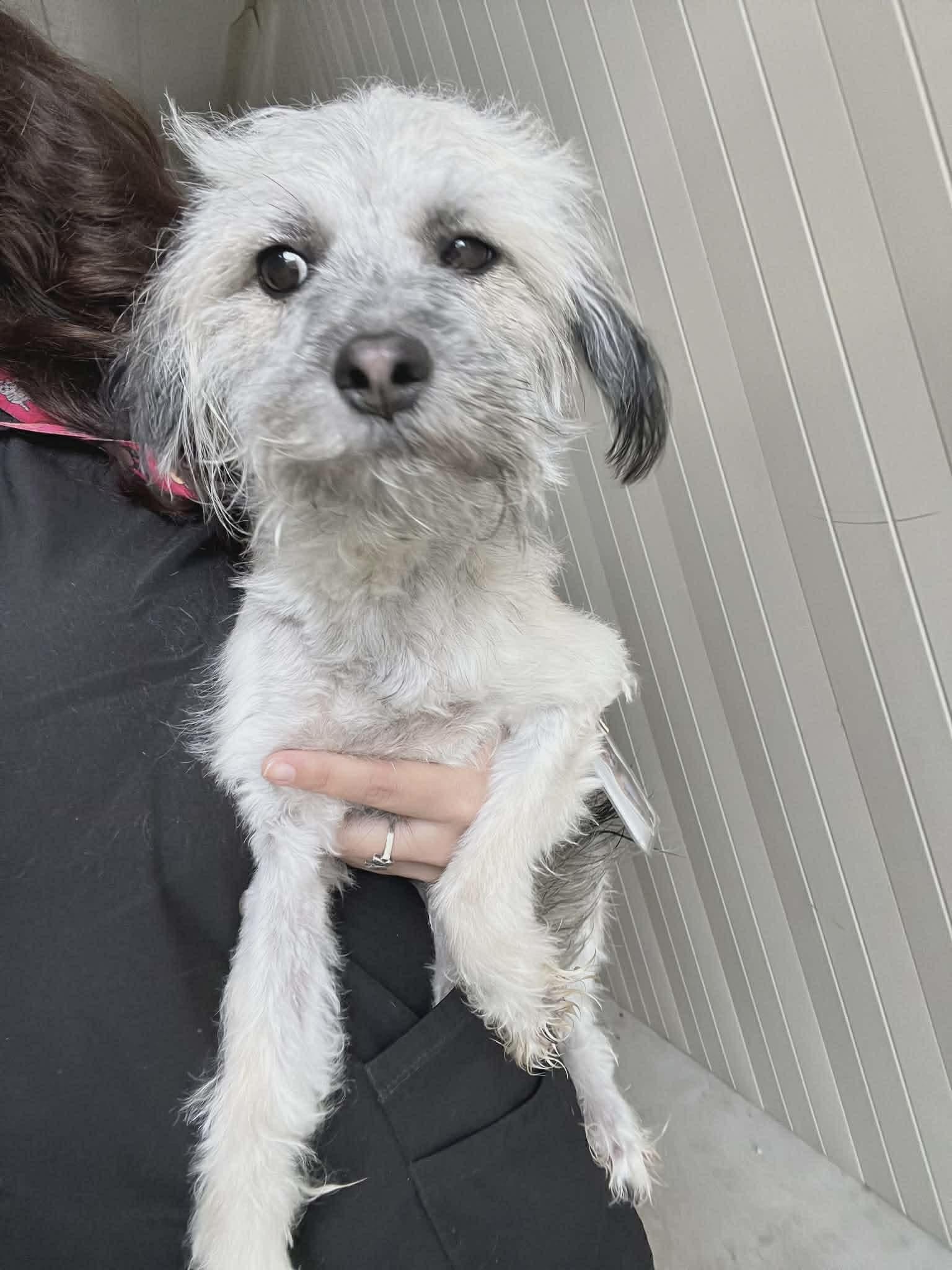Lacey, an adopted mixed breed in Elkhorn, WI image 2/4