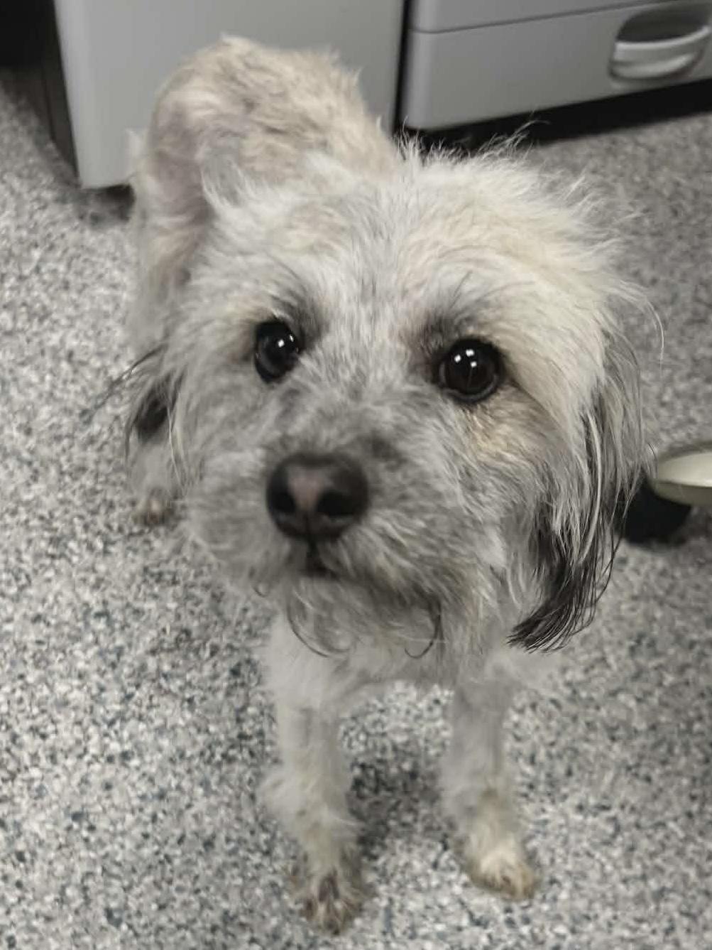 Lacey, an adopted mixed breed in Elkhorn, WI image 1/4