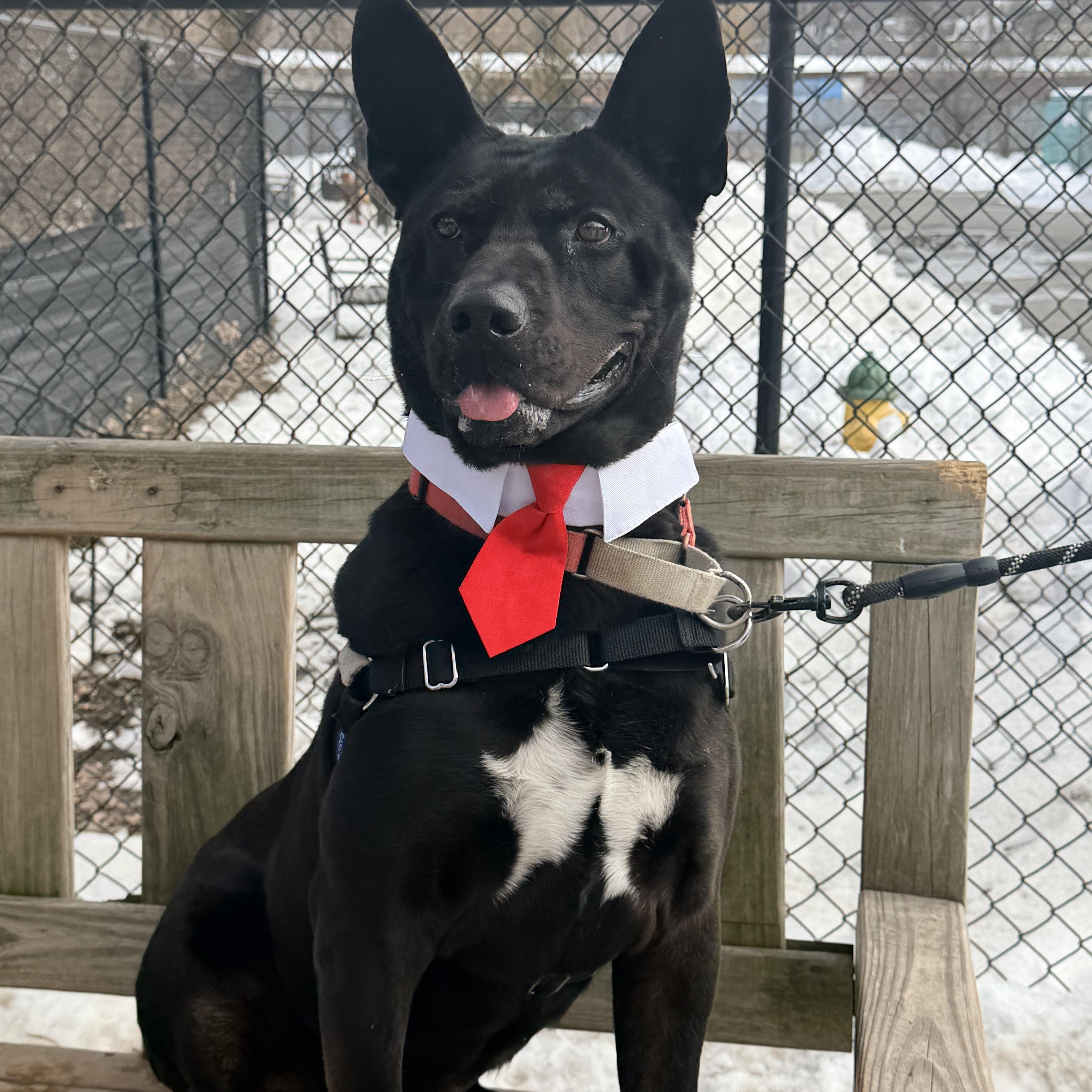 Jack-Bouncer (at the cuddle club)., Adoptable, Adult Male Mixed Breed.
