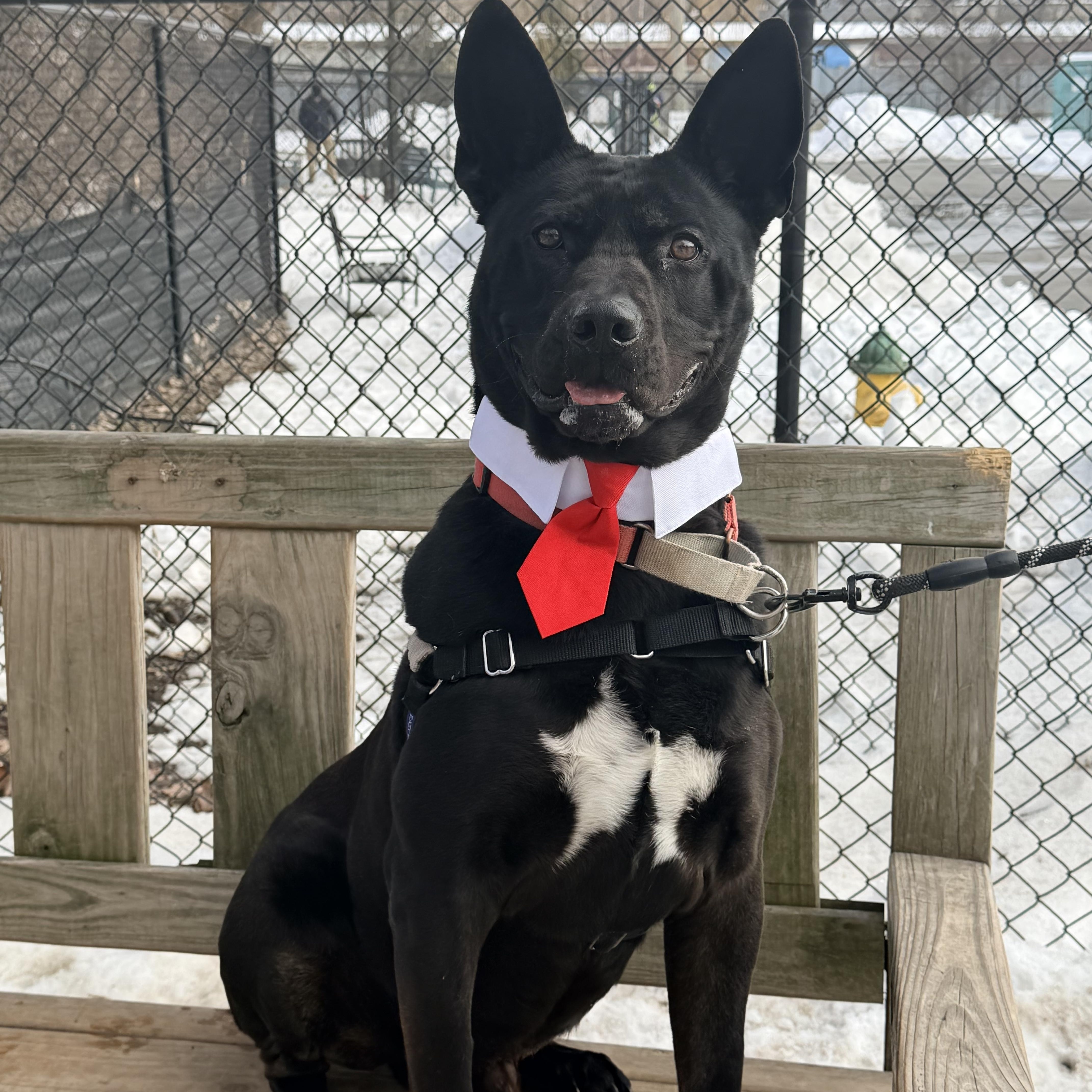 Enlarge Jack-Bouncer (at the cuddle club)., a Adoptable mixed breed in Savannah, NY image 2/6