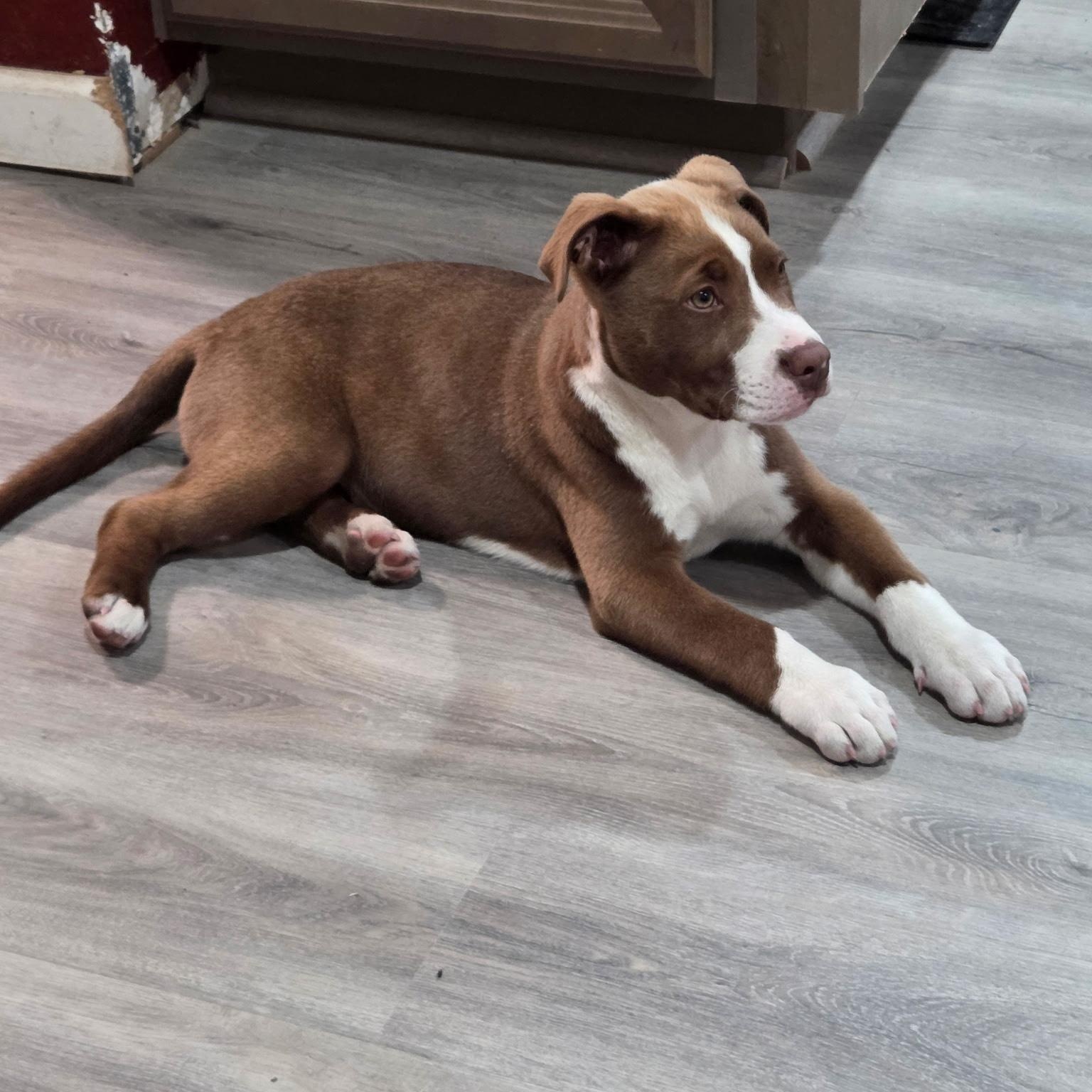 Enlarge Hallow, an adopted mixed breed in Gilbert, AZ image 2/4