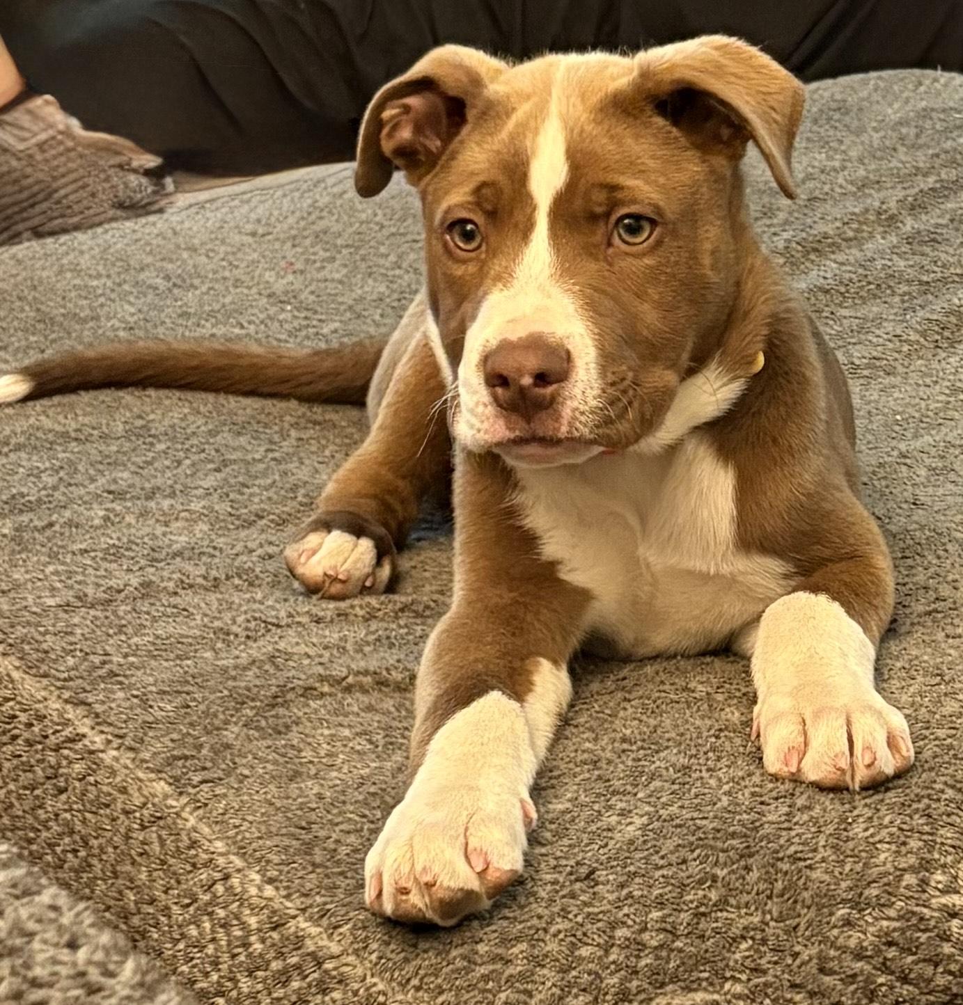 Enlarge Hallow, an adopted mixed breed in Gilbert, AZ image 1/4