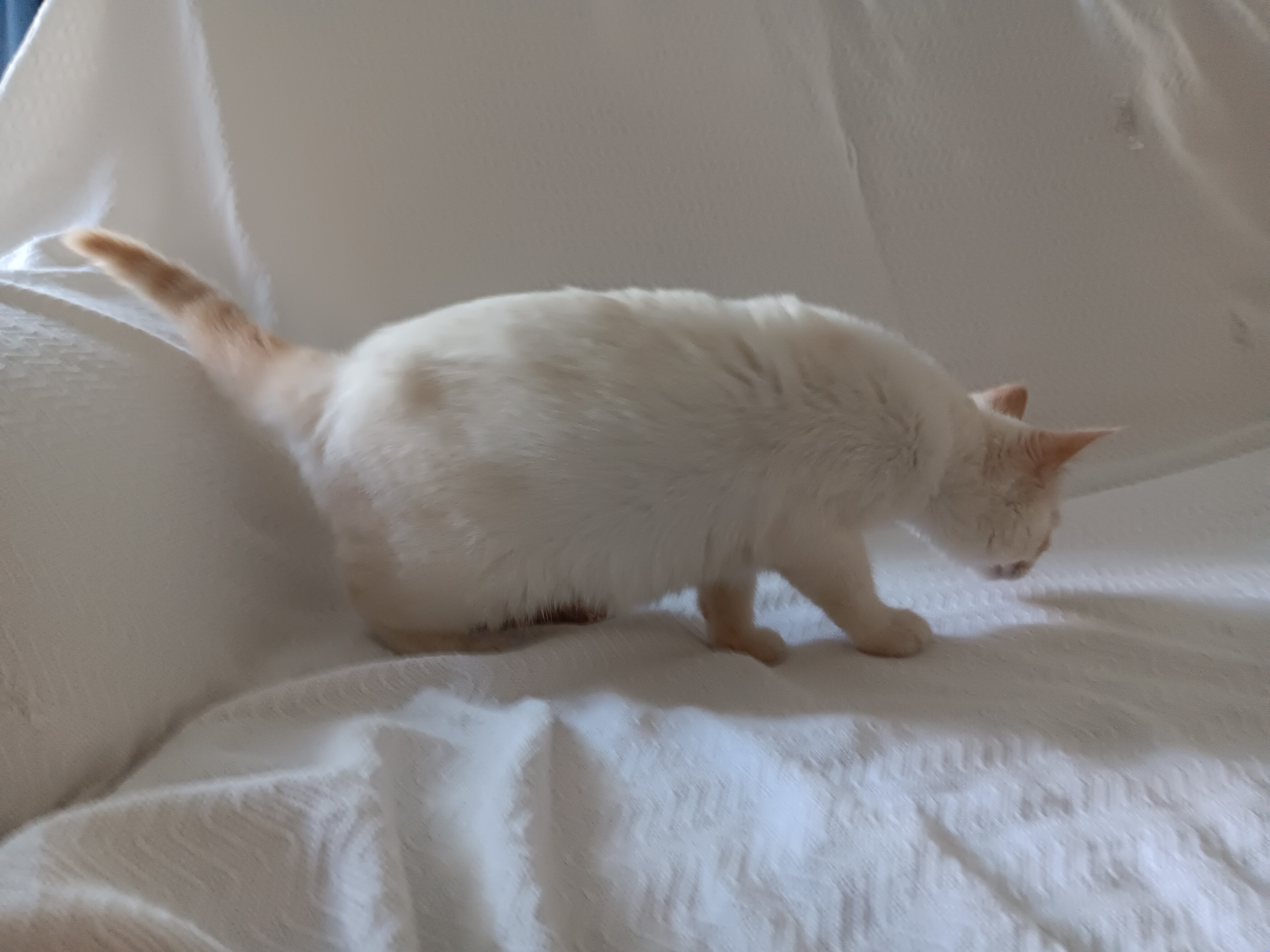 Enlarge Katrina, a Adopted mixed breed in North East, MD image 4/5