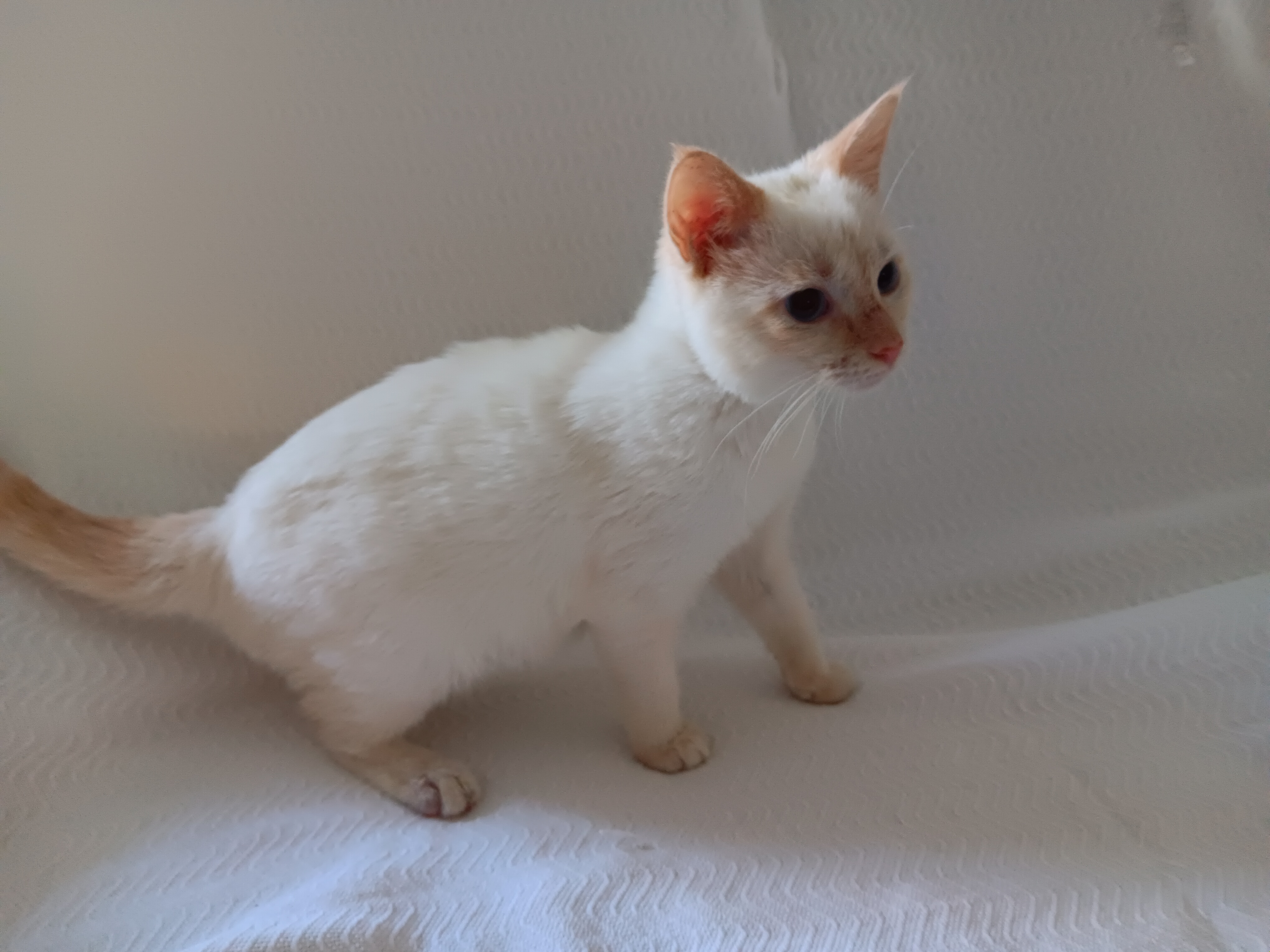 Enlarge Katrina, a Adopted mixed breed in North East, MD image 2/5