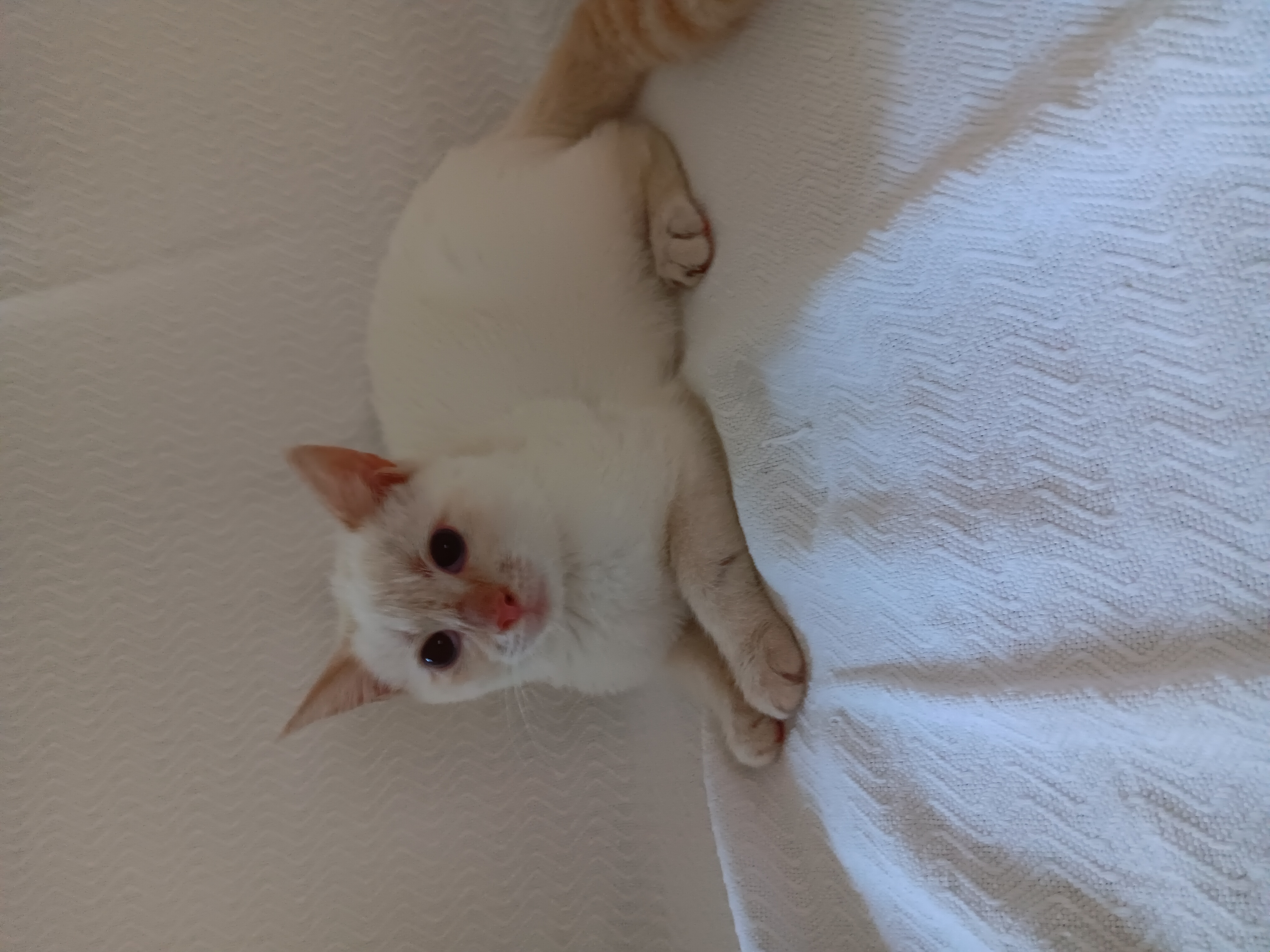 Katrina, Adopted, Kitten Female Siamese.