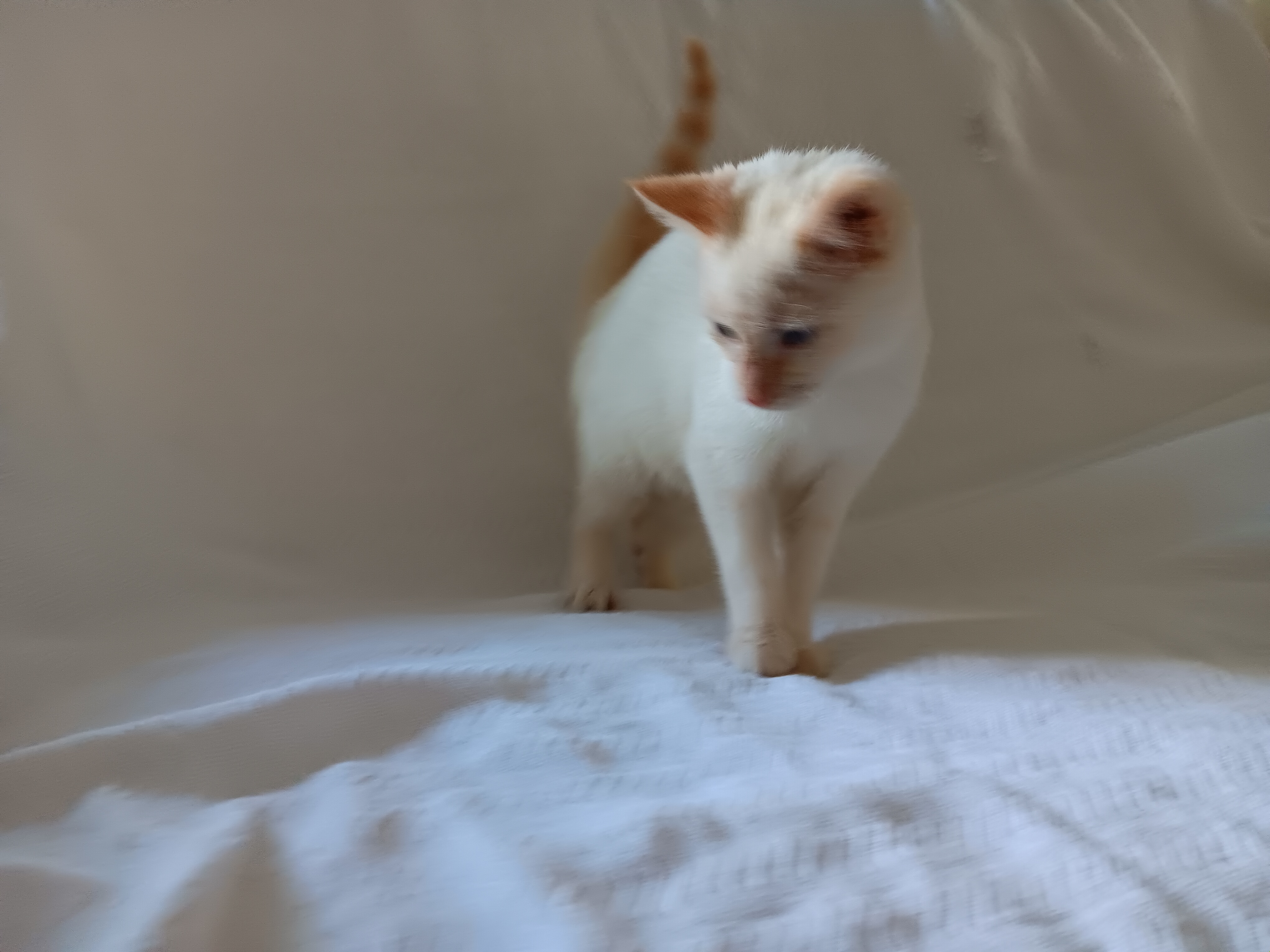 Enlarge Katrina, a Adopted mixed breed in North East, MD image 5/5