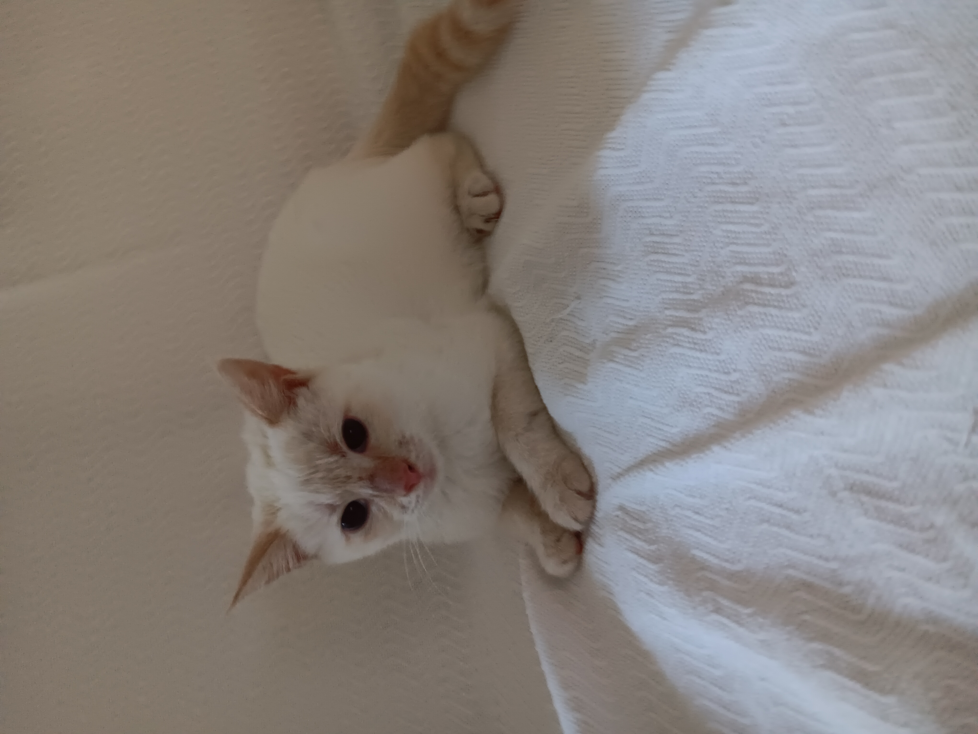 Enlarge Katrina, a Adopted mixed breed in North East, MD image 3/5