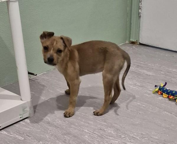 Enlarge Amber, a Adoptable mixed breed in Williams Lake, BC image 1/4