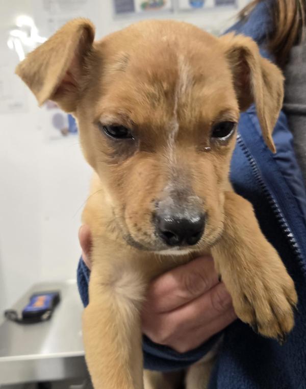 Enlarge Amber, a Adoptable mixed breed in Williams Lake, BC image 2/4