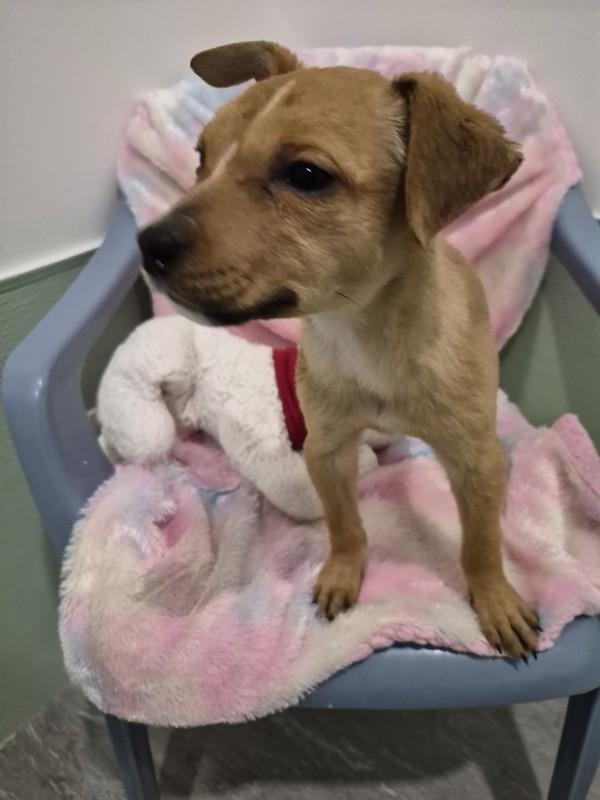 Enlarge Amber, a Adoptable mixed breed in Williams Lake, BC image 3/4