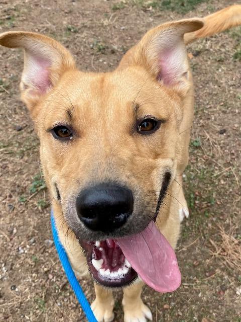 Enlarge Java, a Adoptable mixed breed in Chico, CA image 2/4