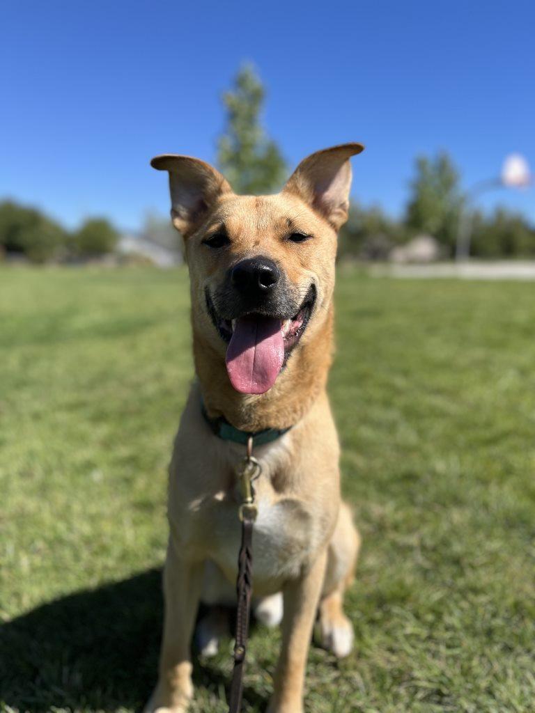 Enlarge Java, a Adoptable mixed breed in Chico, CA image 4/4