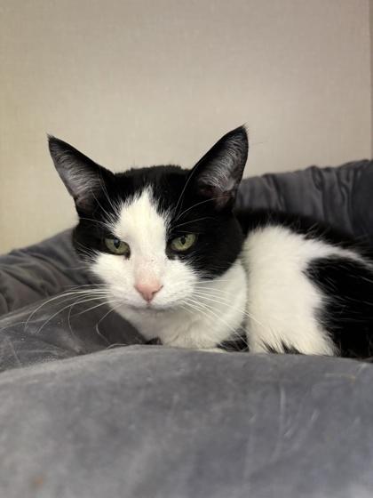 Enlarge Bella, a Adoptable mixed breed in Erin, ON image 1/2