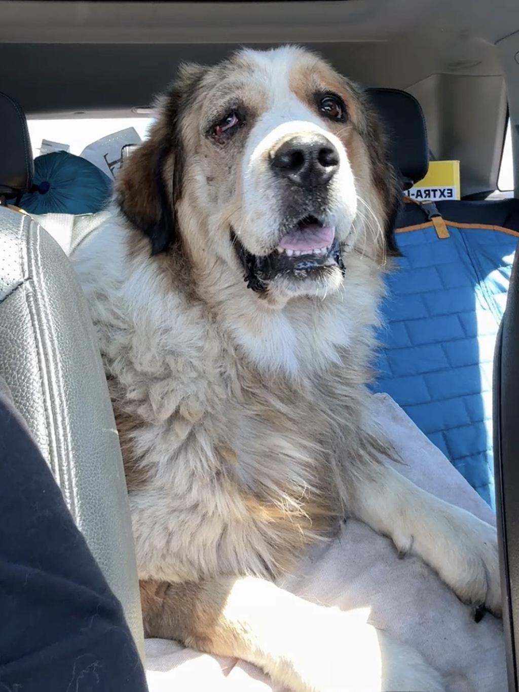 Enlarge Hank, an adopted mixed breed in Lake Saint Louis, MO image 5/6