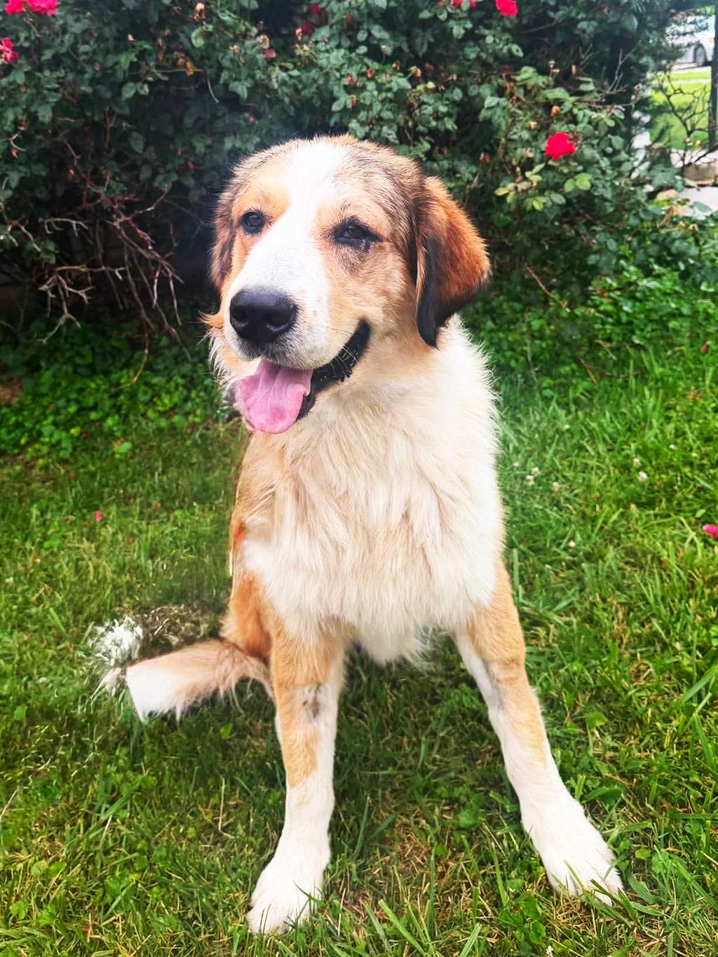 Hank, adopted, Young Male Bernese Mountain Dog & Great Pyrenees.