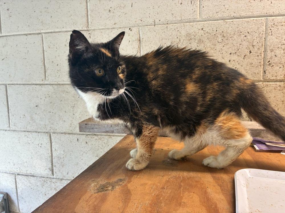 Enlarge Toni, a Adoptable Calico in Deltona, FL image 2/2