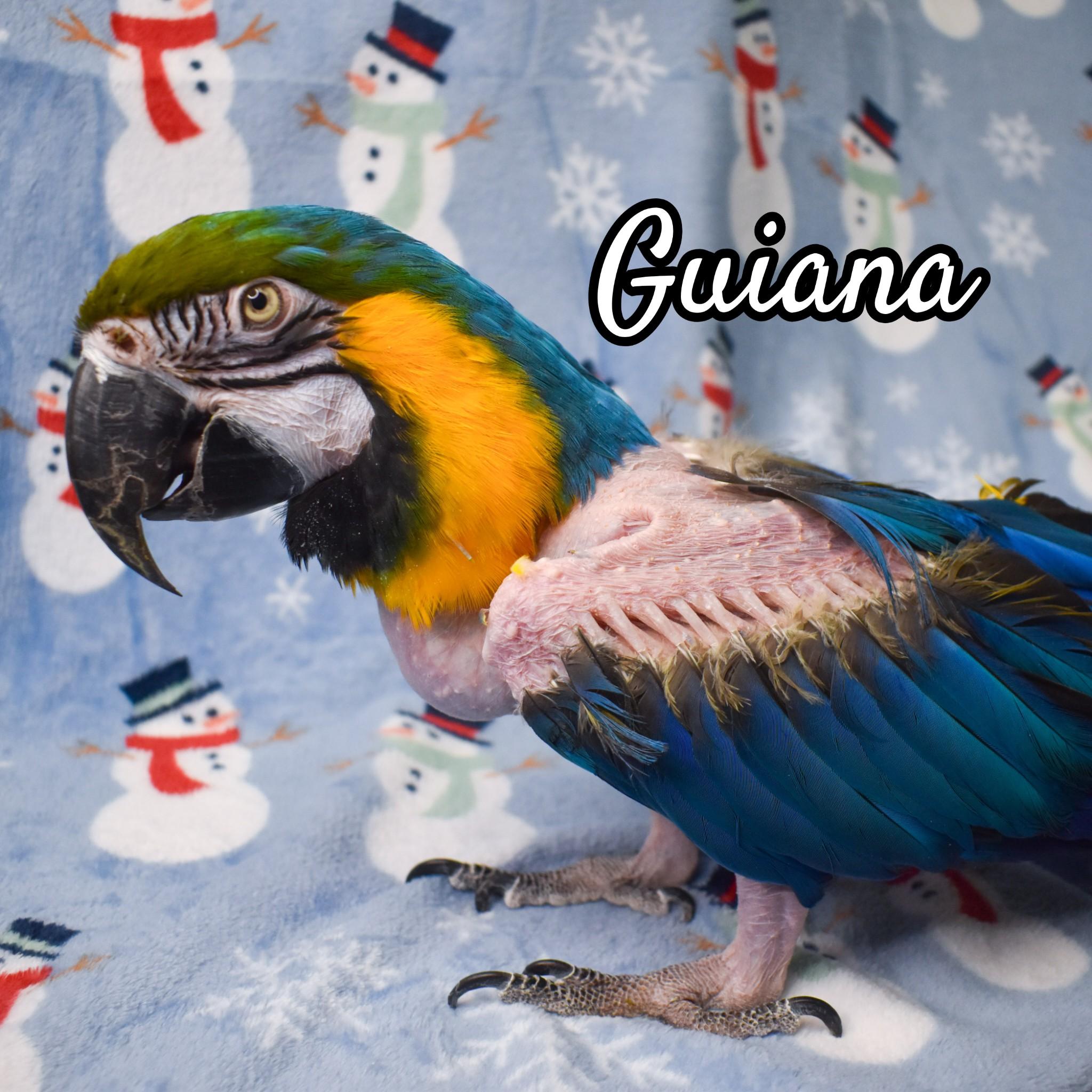 Enlarge Guiana, a Adoptable Macaw in Waukesha, WI image 1/4