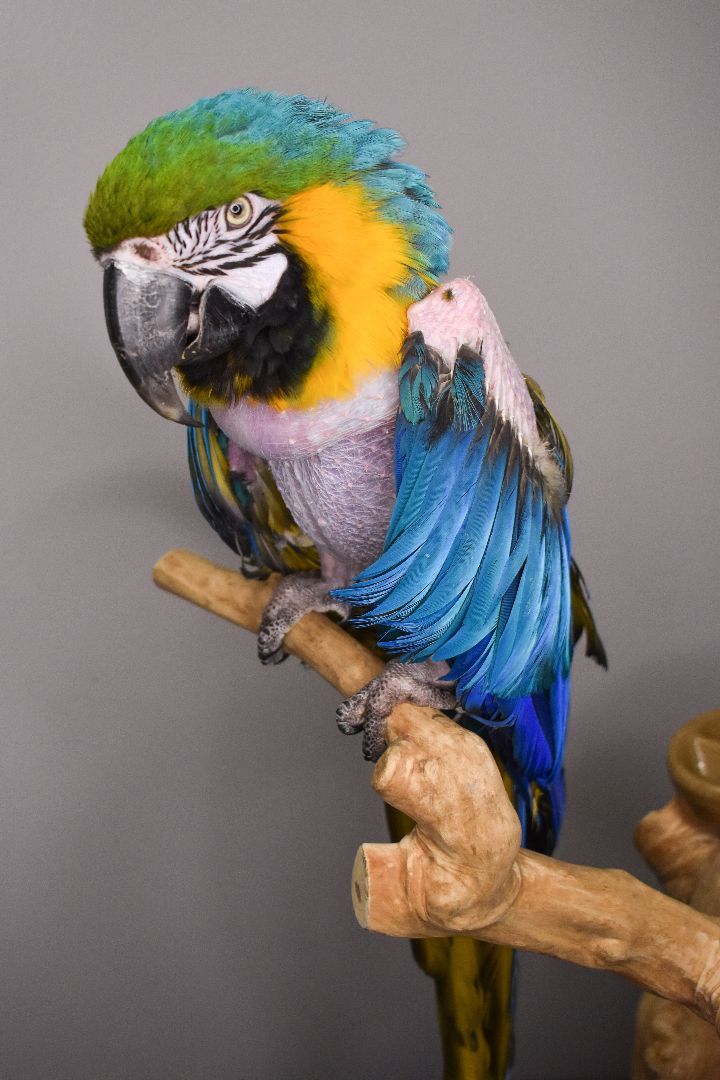 Enlarge Guiana, a Adoptable Macaw in Waukesha, WI image 4/4