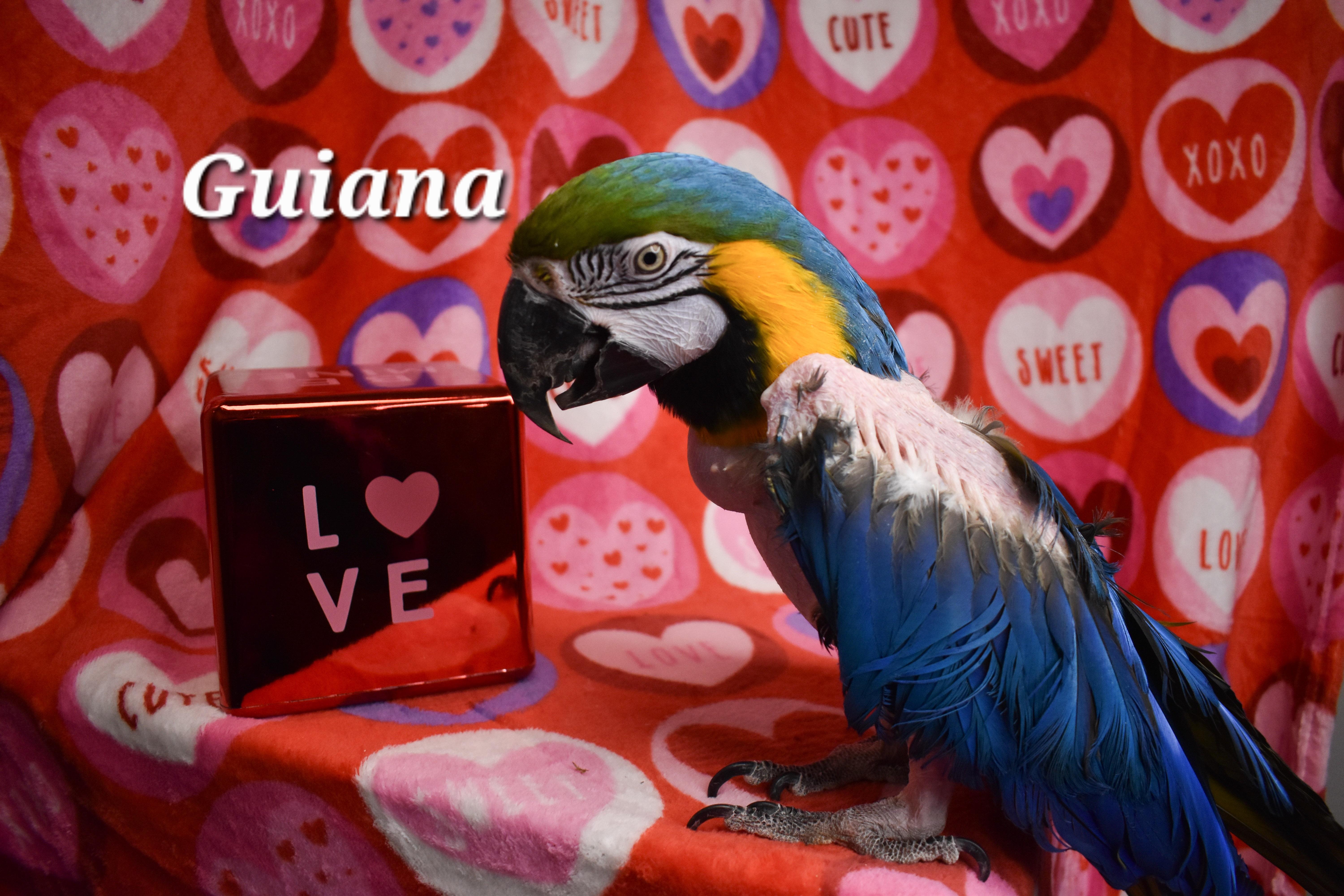 Enlarge Guiana, a Adoptable Macaw in Waukesha, WI image 3/4
