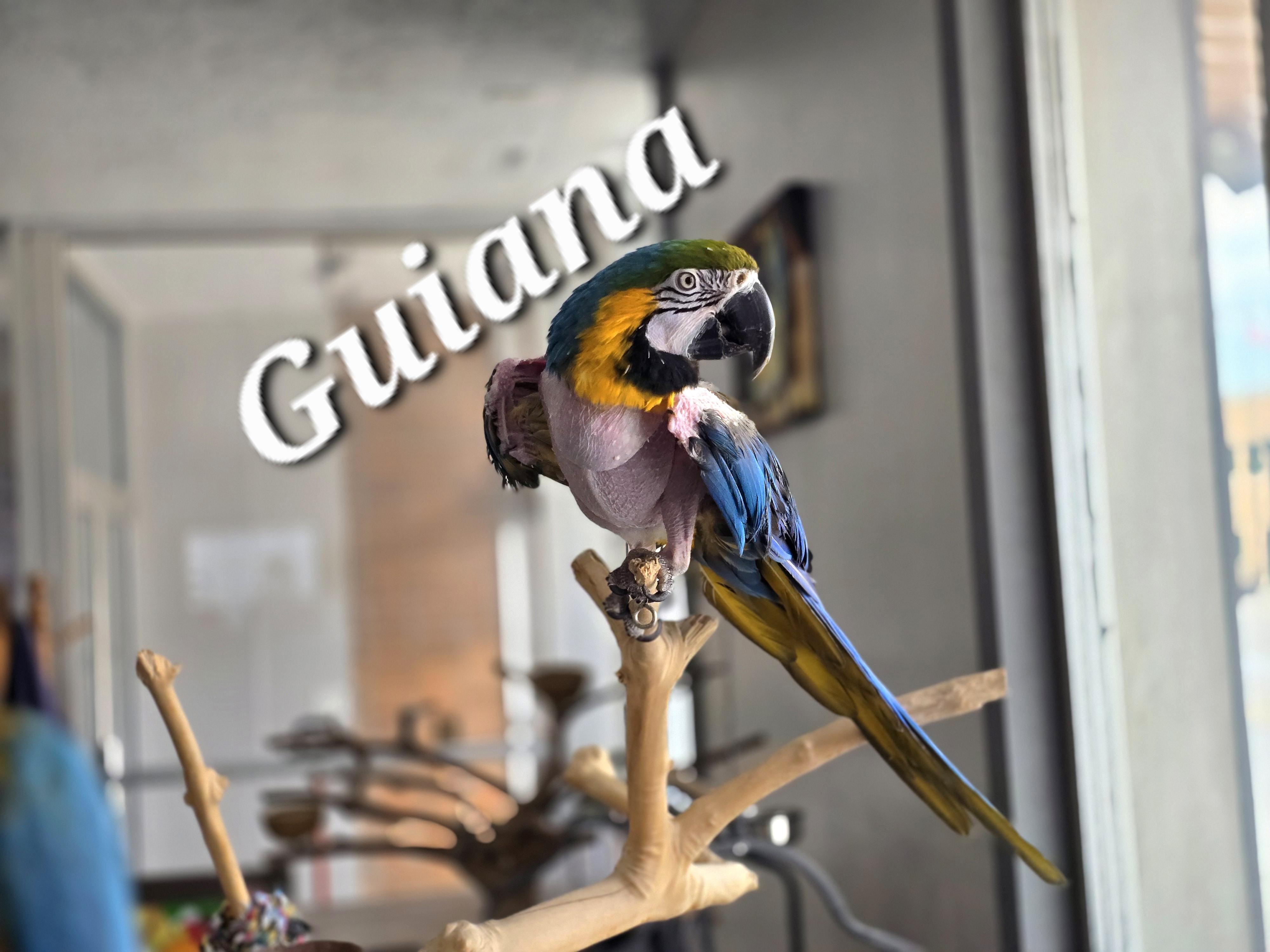 Enlarge Guiana, a Adoptable Macaw in Waukesha, WI image 2/4