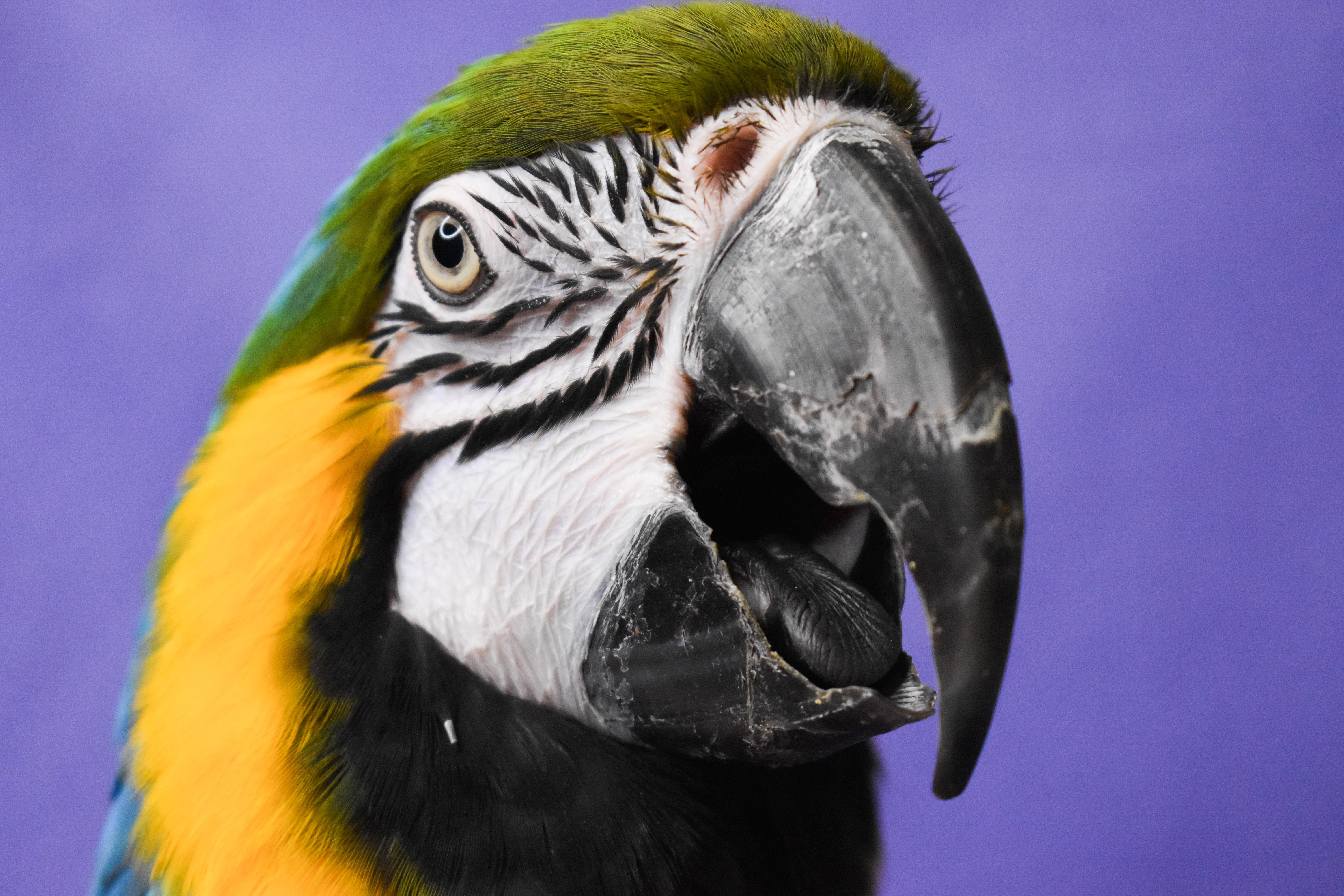 Enlarge Guiana, a Adoptable Macaw in Waukesha, WI image 6/6