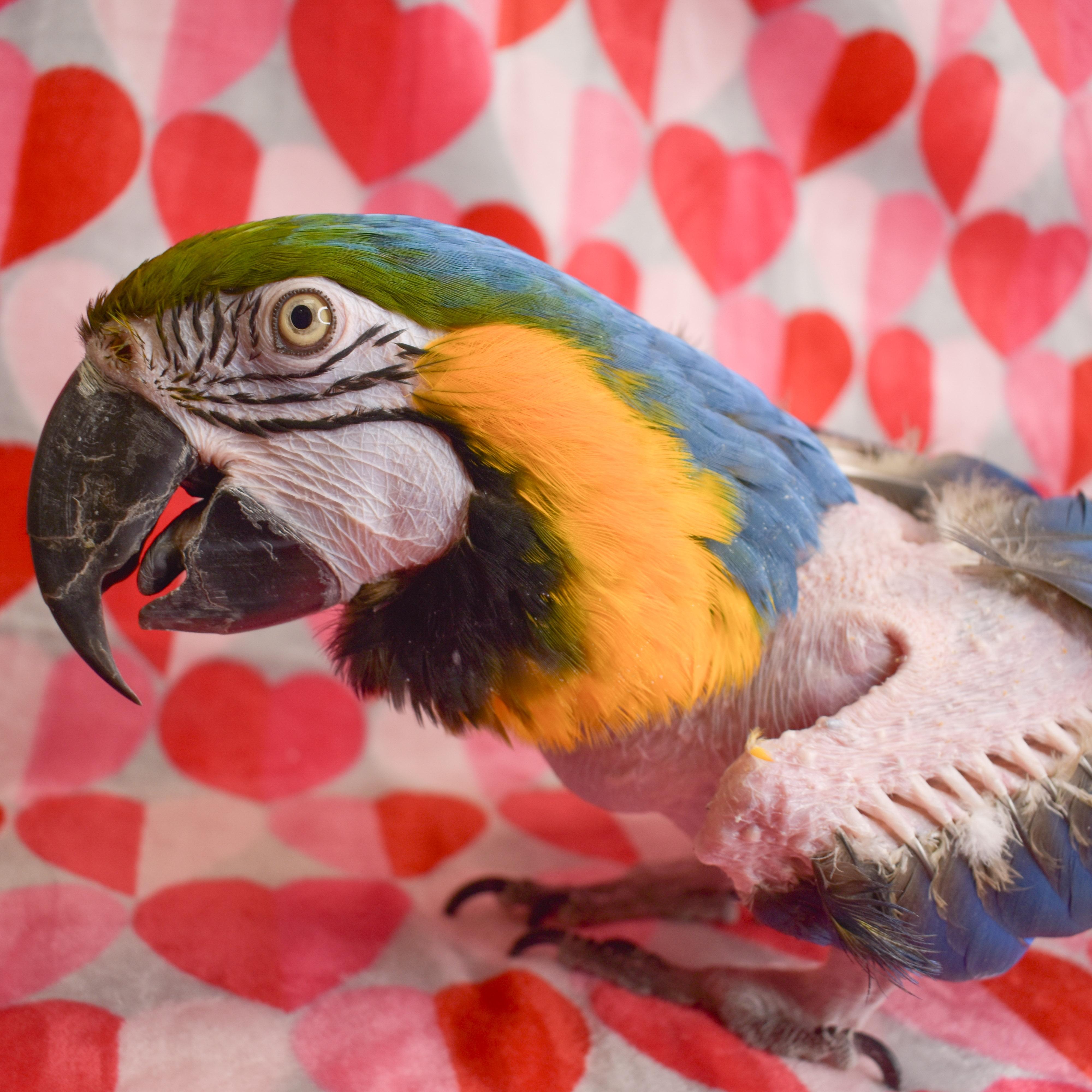 Enlarge Guiana, a Adoptable Macaw in Waukesha, WI image 1/6