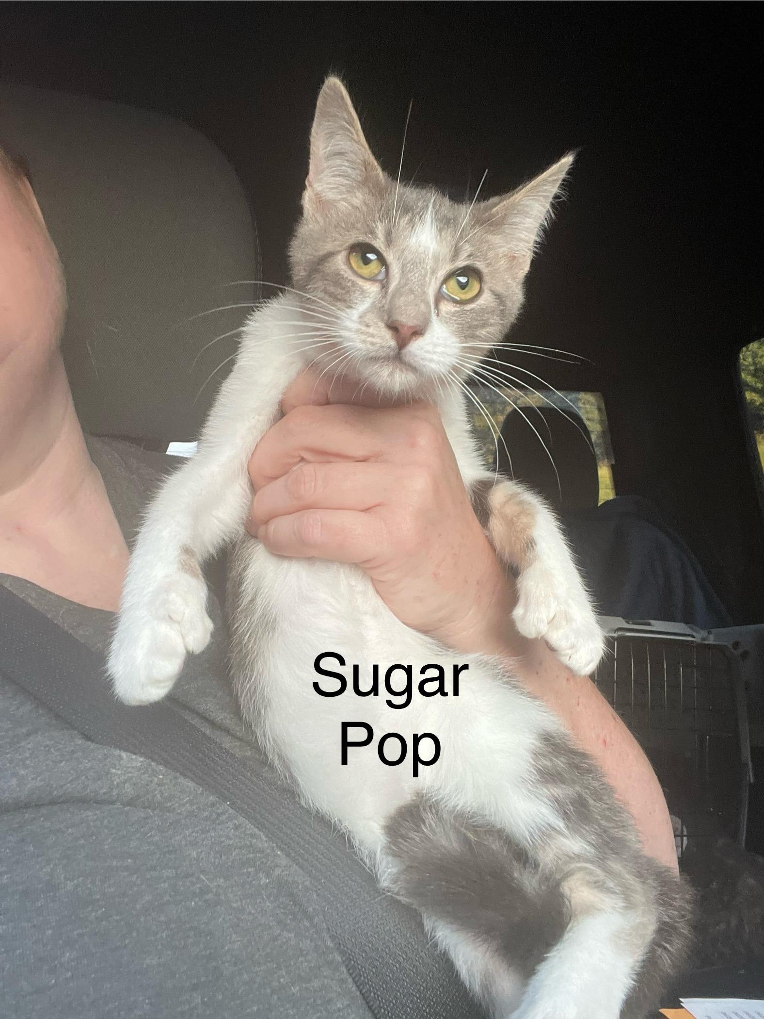 Sugar Pop, Adoptable, Young Female Domestic Short Hair.