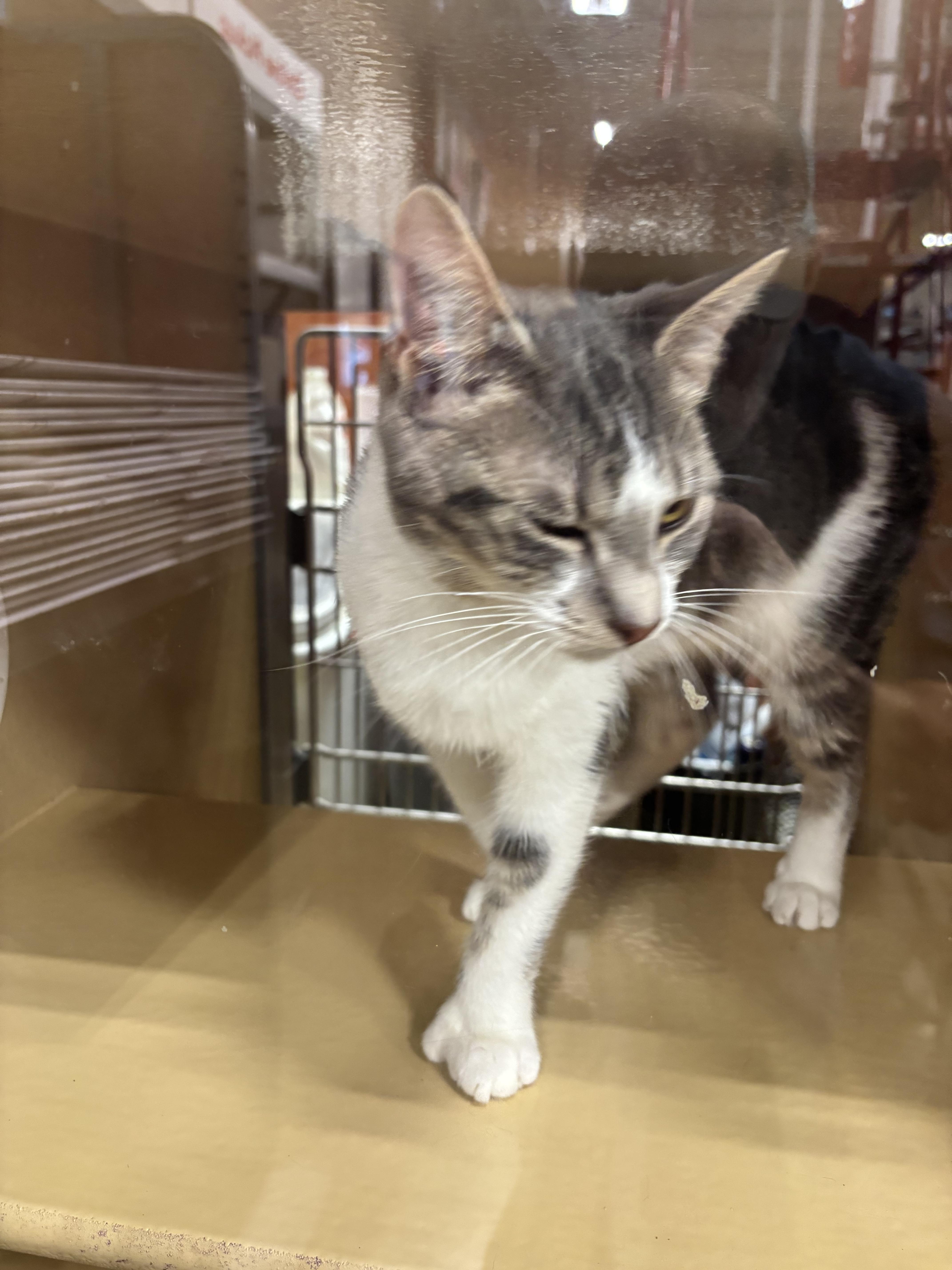 Enlarge Sugar Pop, a Adopted Domestic Short Hair in Randolph, AL image 2/6