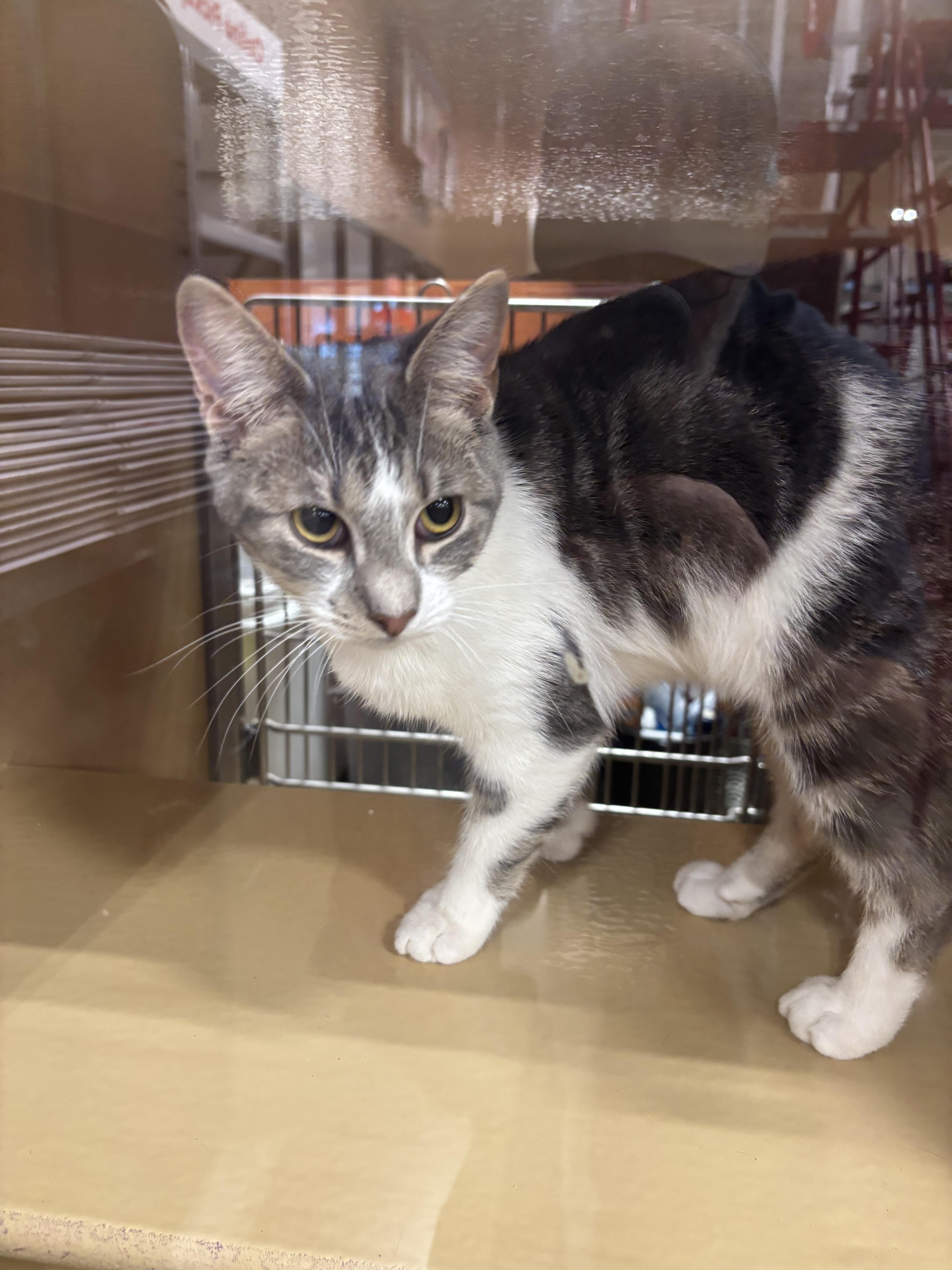 Enlarge Sugar Pop, a Adopted Domestic Short Hair in Randolph, AL image 5/6