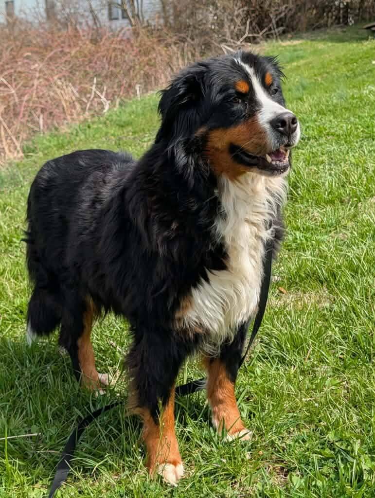Tina, ADOPTABLE, Adult Female Bernese Mountain Dog.