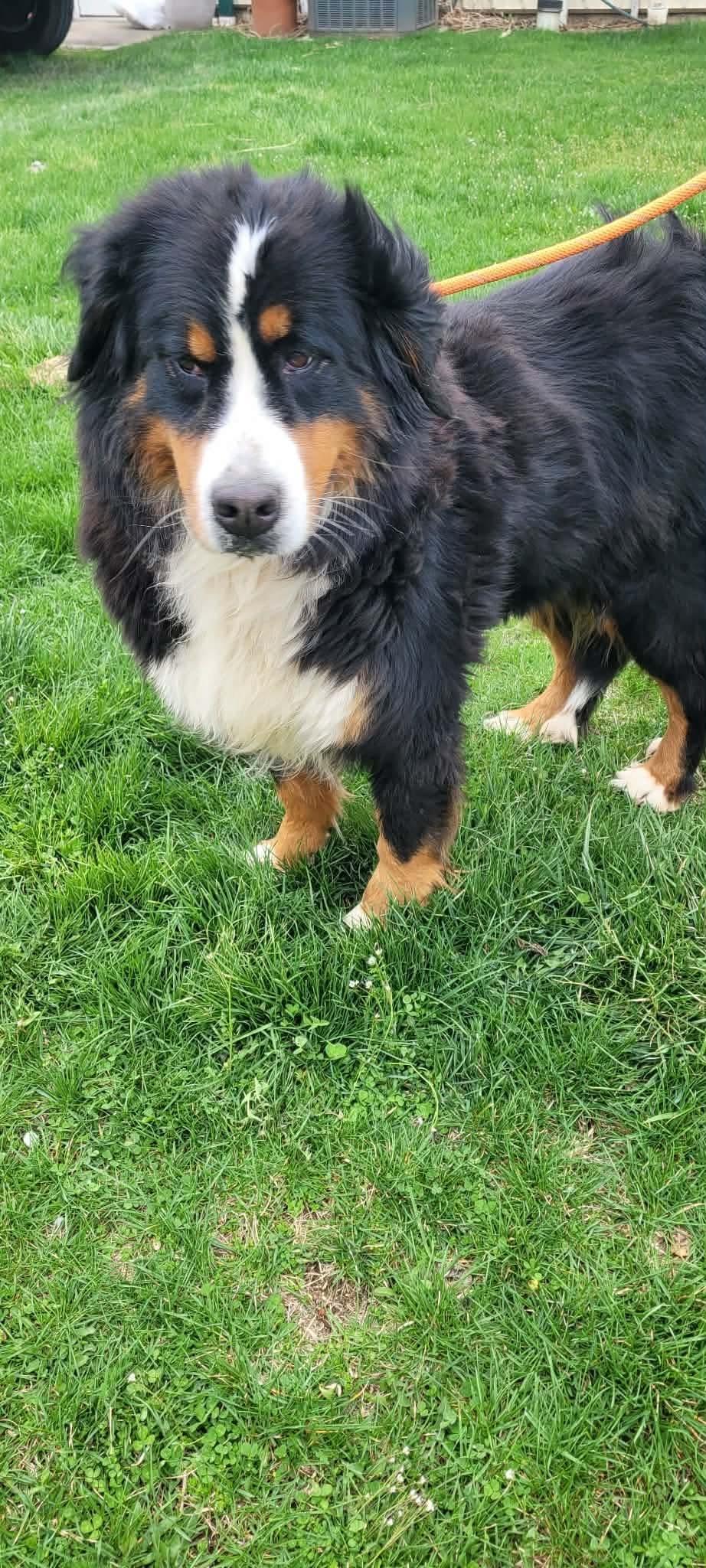 Enlarge Tina, a ADOPTABLE Bernese Mountain Dog in St. Clairsville, OH image 3/3