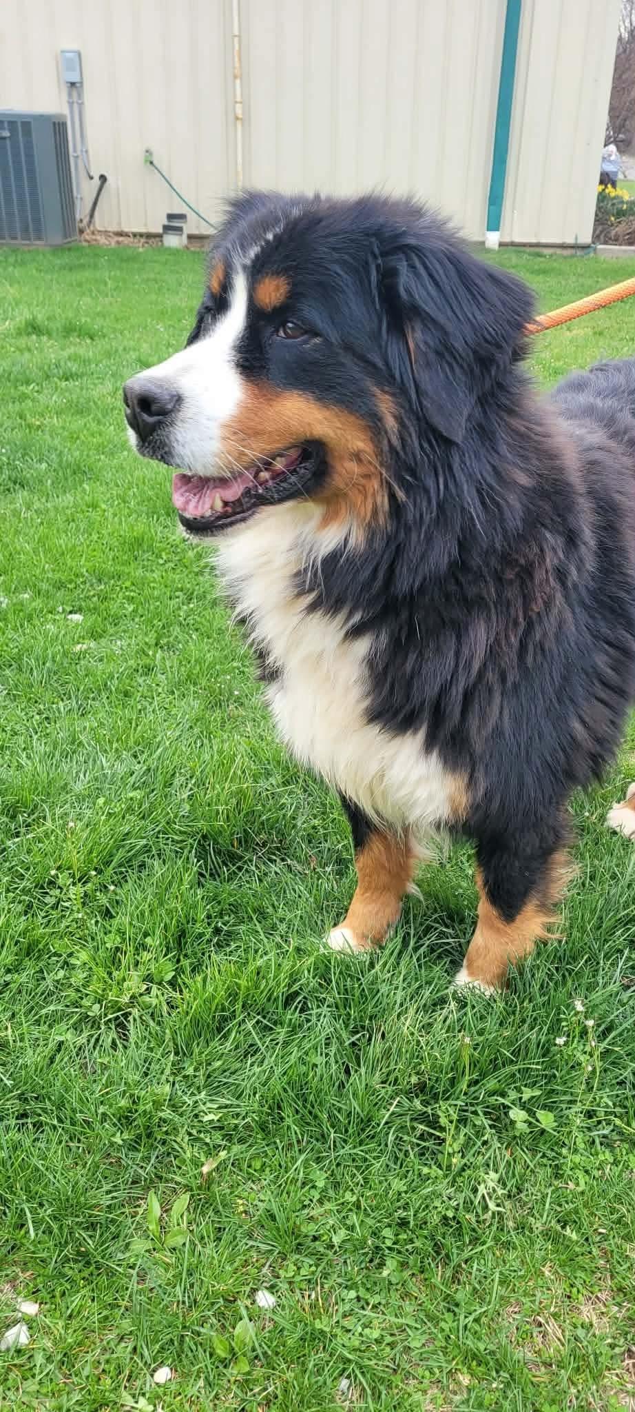 Enlarge Tina, a ADOPTABLE Bernese Mountain Dog in St. Clairsville, OH image 2/3