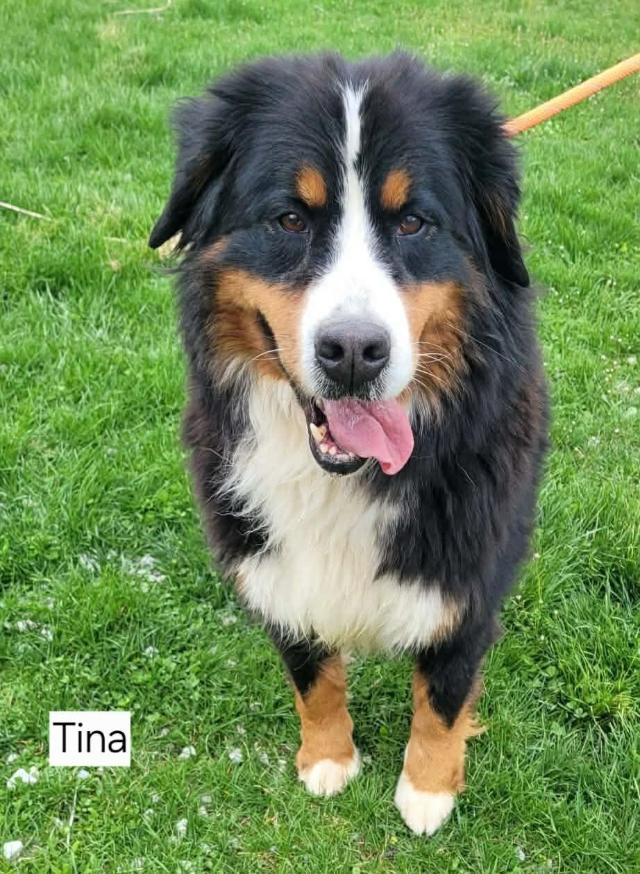 Tina, ADOPTABLE, Adult Female Bernese Mountain Dog.