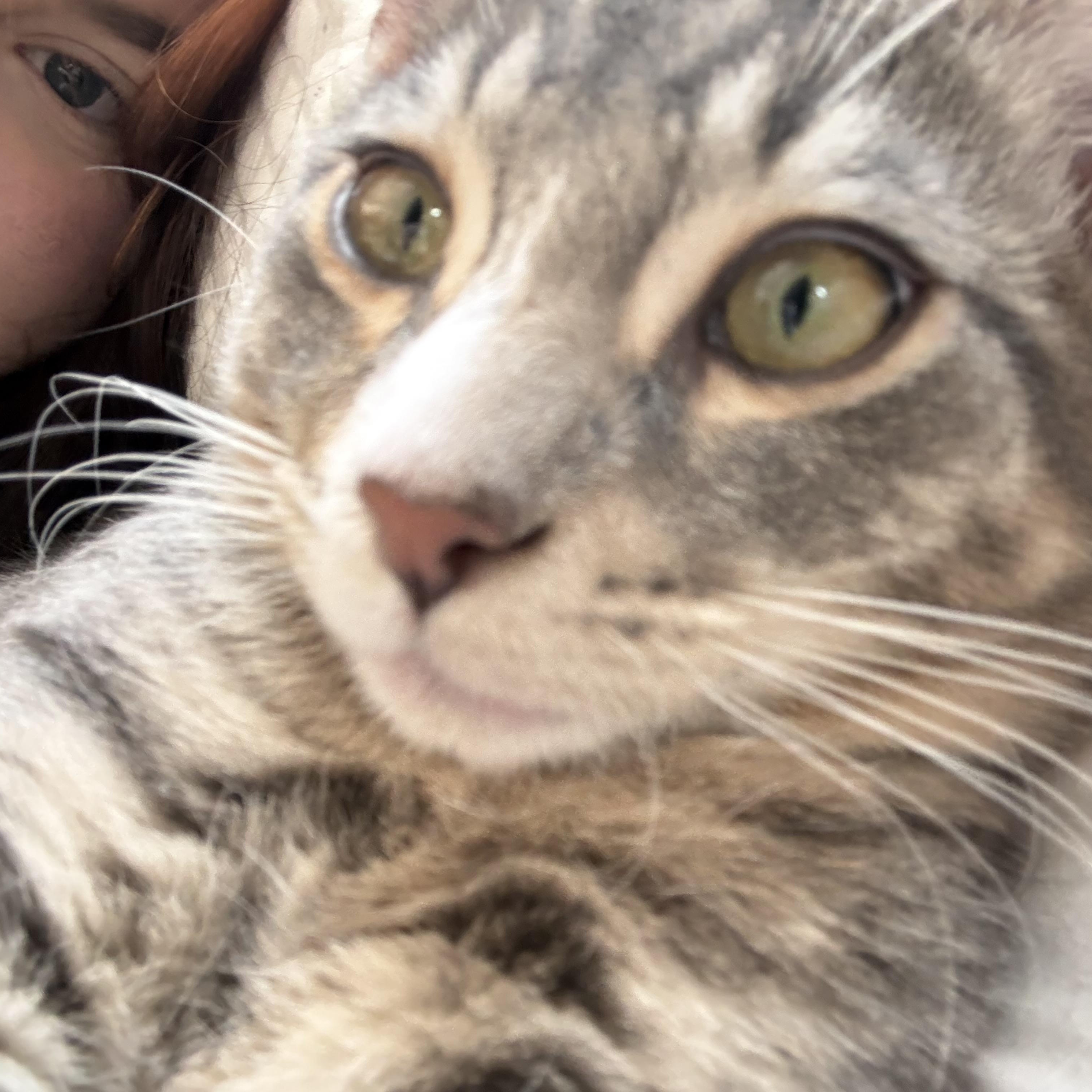 Enlarge Espurr, a ADOPTABLE mixed breed in Albuquerque, NM image 1/2