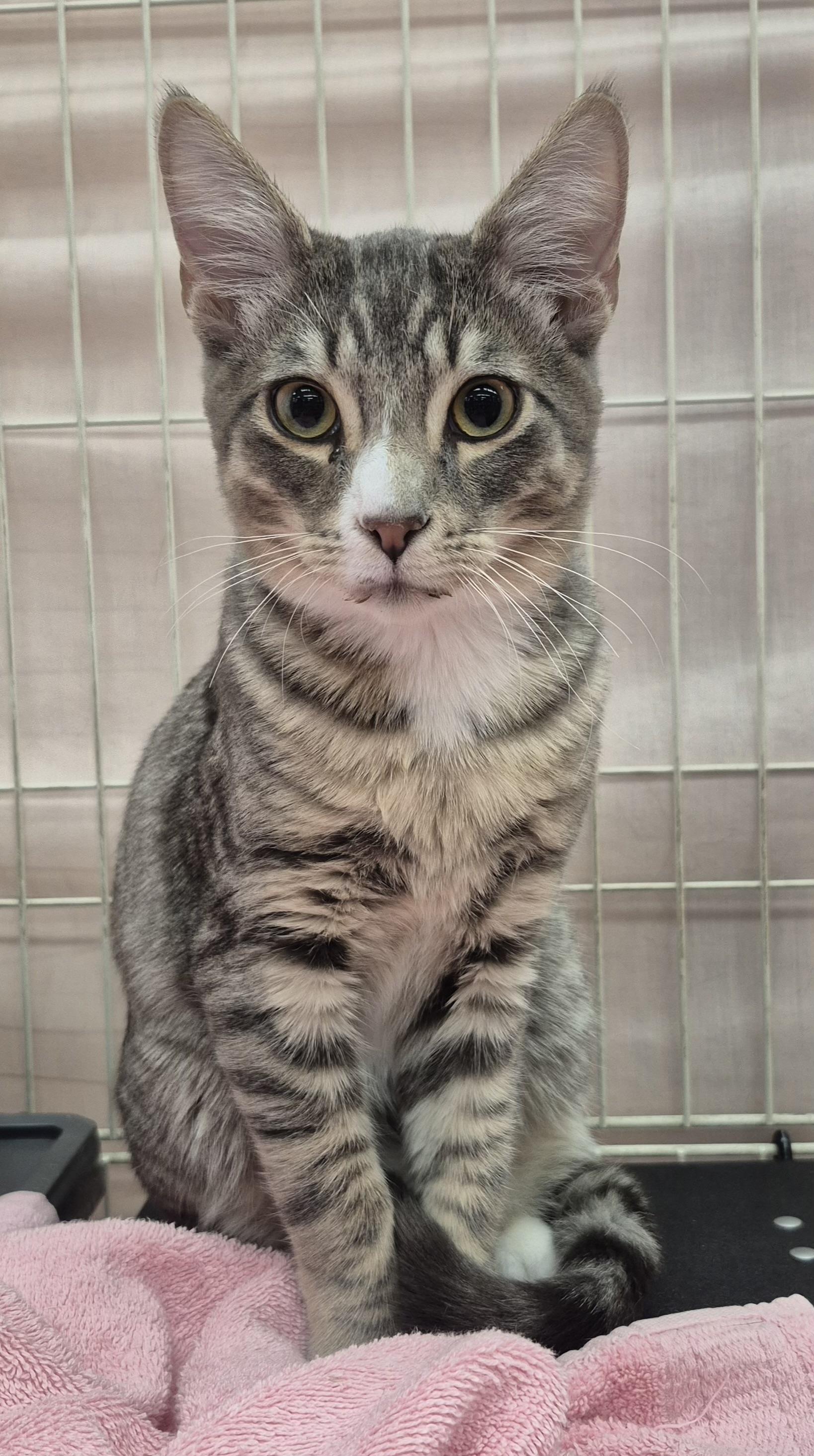 Enlarge Espurr, a ADOPTABLE mixed breed in Albuquerque, NM image 2/2