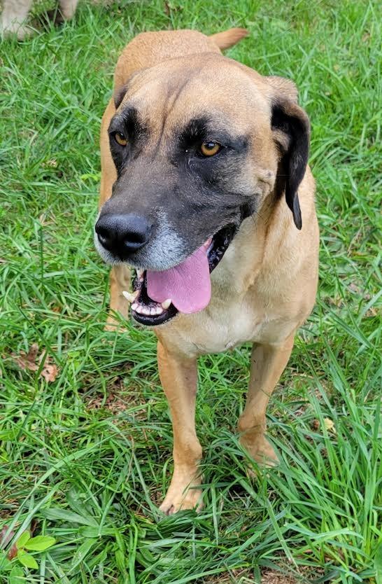 Tanner, a Adoptable mixed breed in Crossville, TN image 2/6
