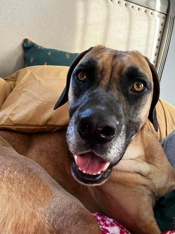 Tanner, Adoptable, Adult Male Mastiff & Hound.