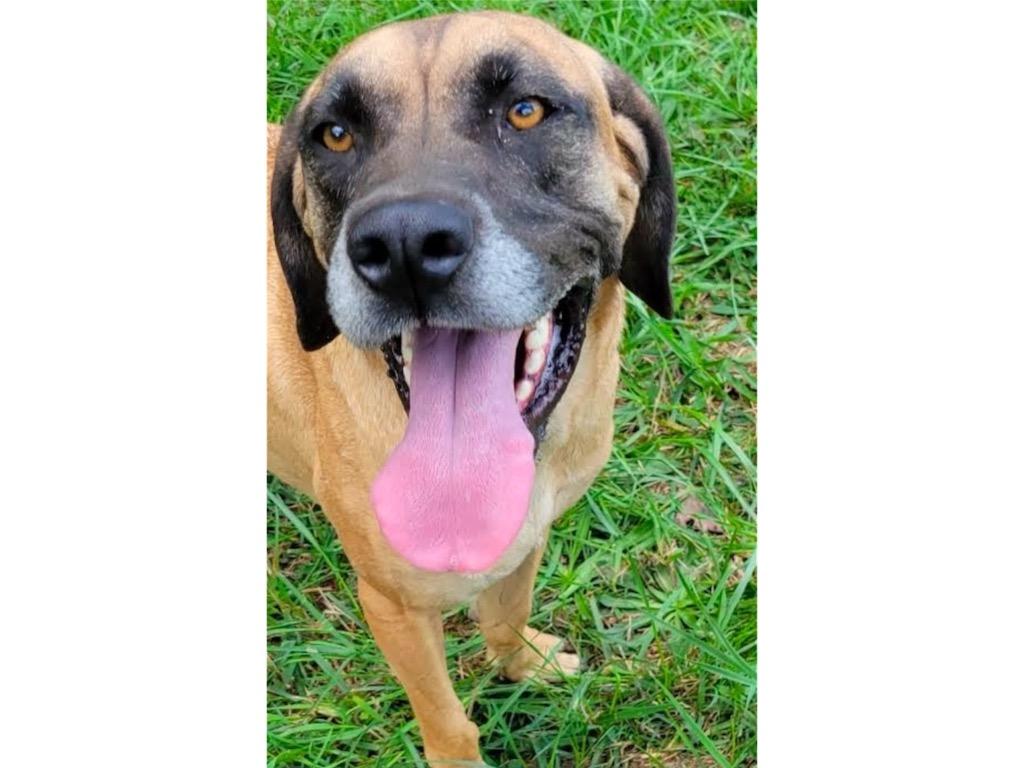 Enlarge Tanner, a Adoptable mixed breed in Crossville, TN image 5/6