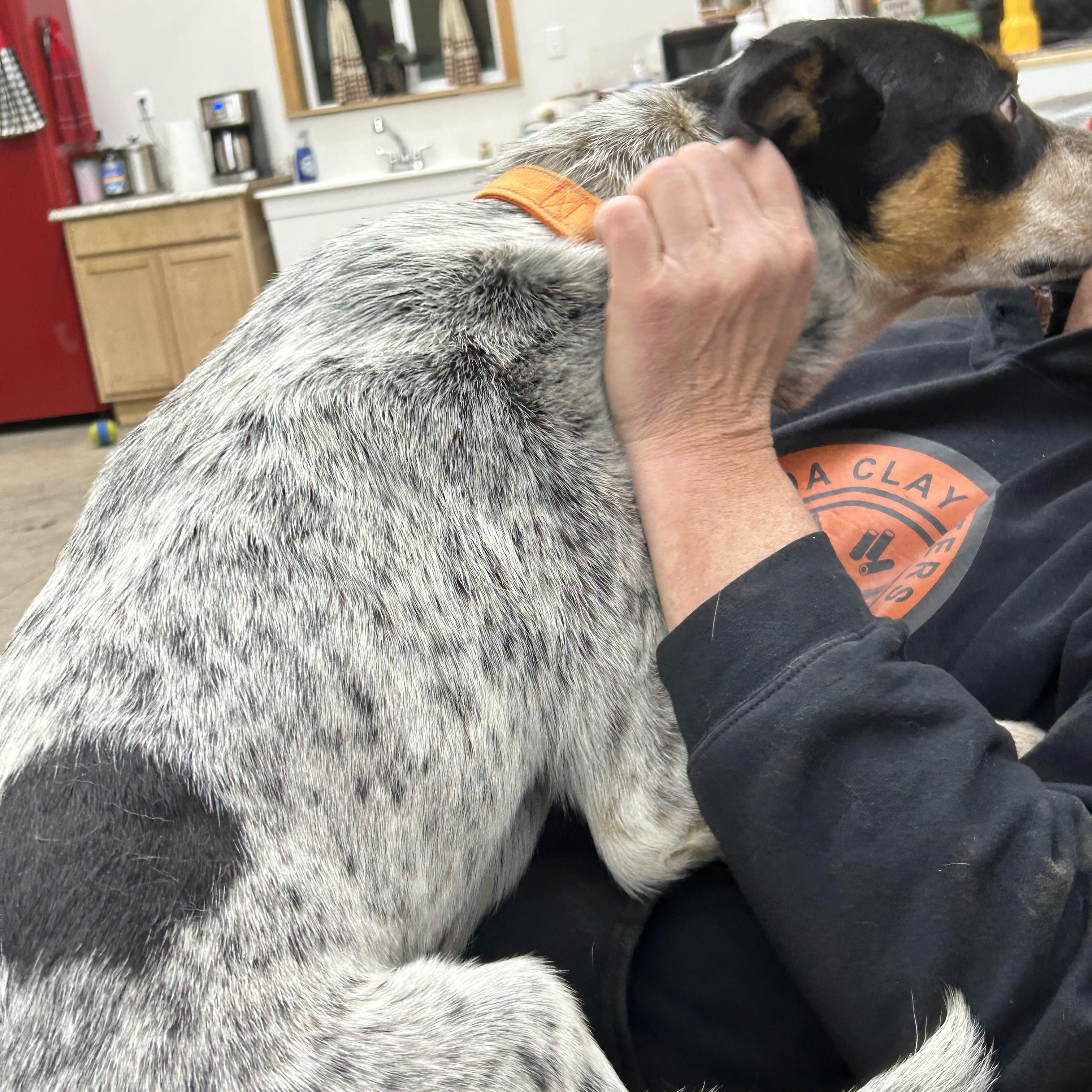 Enlarge Boone  ***Courtesy Listing for Luke's Legacy***, a ADOPTABLE Australian Cattle Dog / Blue Heeler in COEUR D ALENE, ID image 4/4